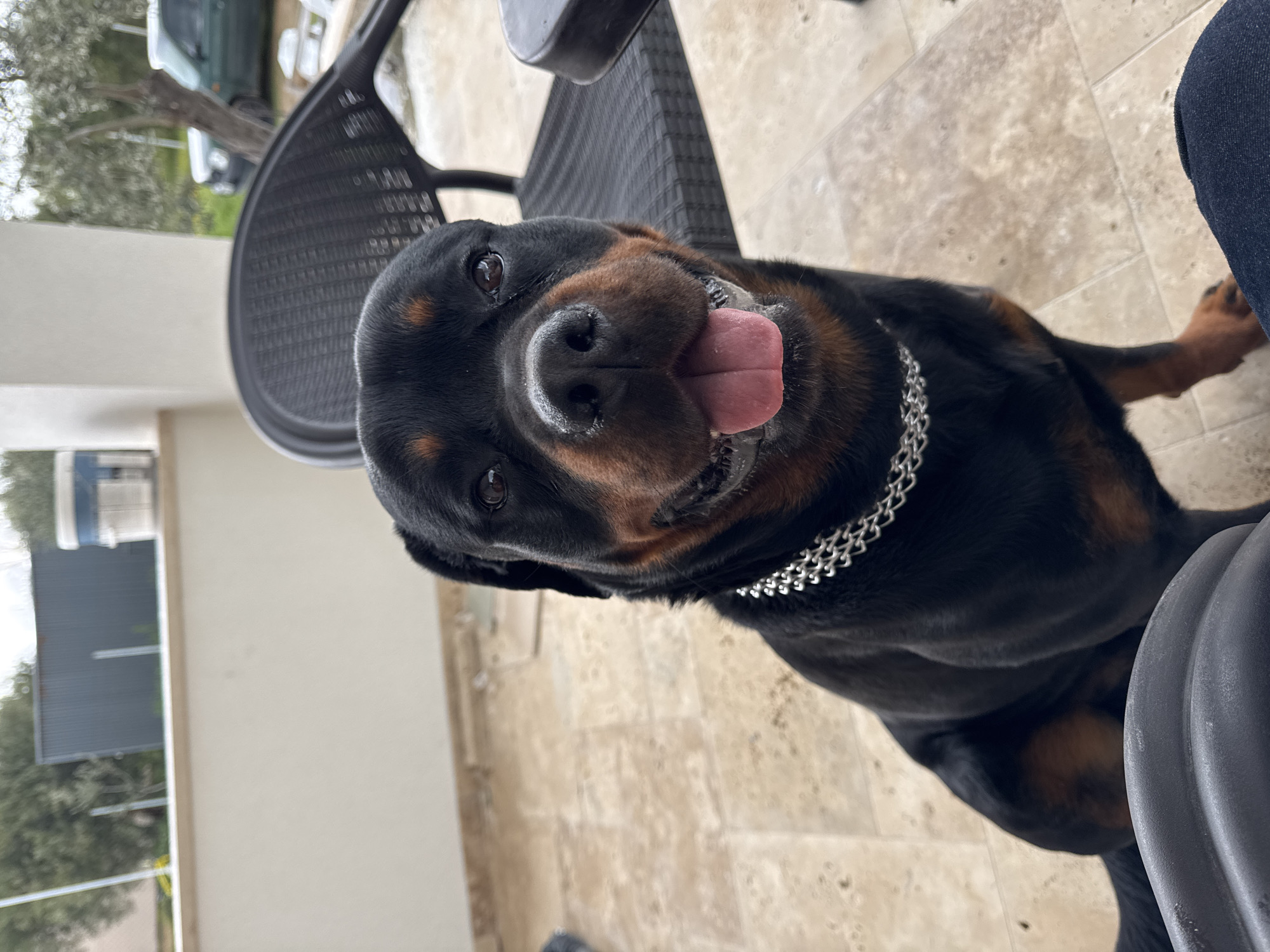 The image shows a Rottweiler dog wearing a silver chain collar. The dog is close to the camera and its tongue is sticking out. The location appears to be an outdoor patio or balcony in Nea Silata, Greece, based on visual characteristics like architecture and vegetation visible in the background. A black chair is partially visible in the background as well. The floor appears to be tiled. A person wearing blue denim is in the right edge of the image.