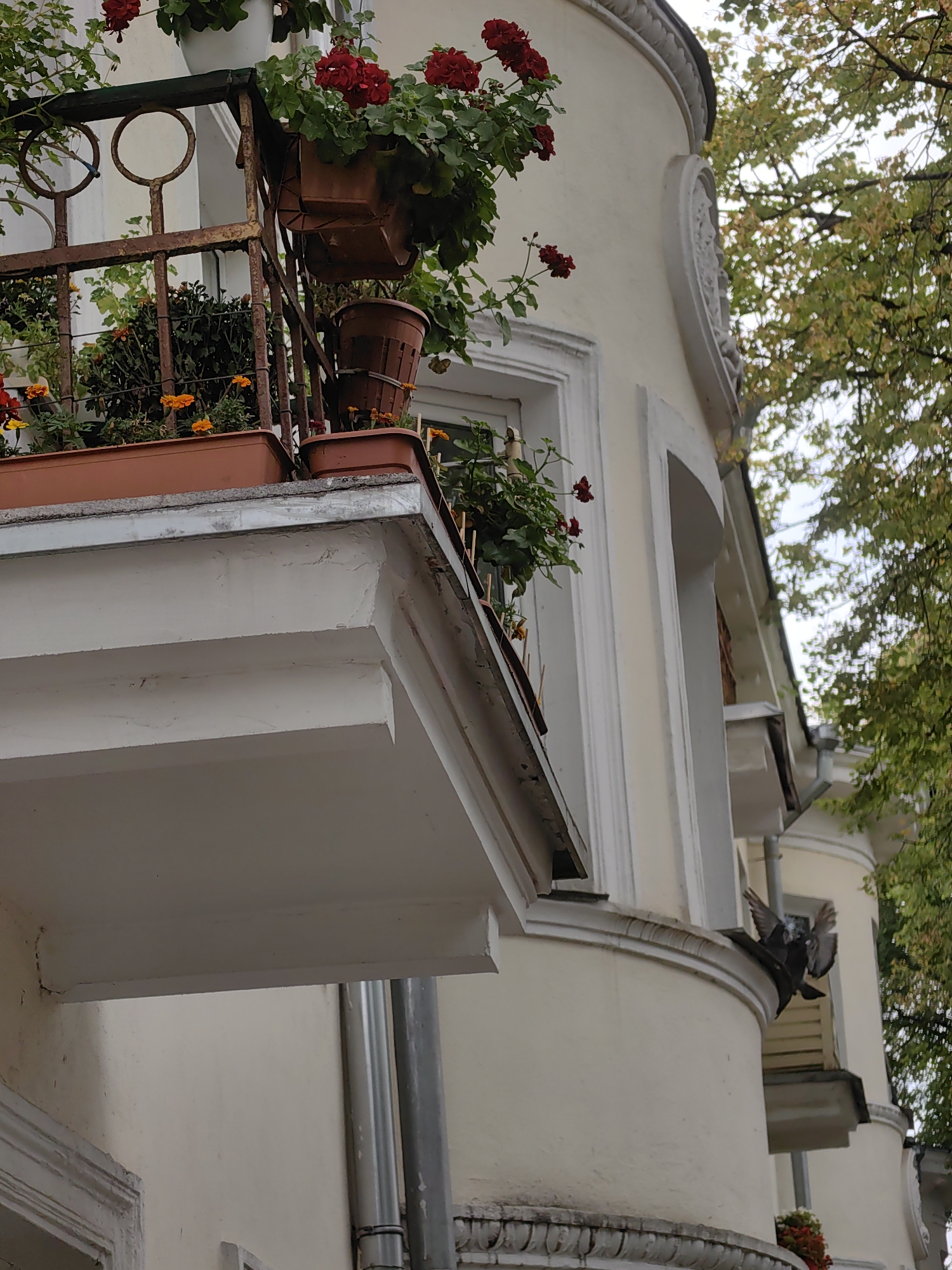 A balcony is filled with potted plants, including red geraniums and orange marigolds. A rusty metal railing surrounds the balcony. The building facade is painted a pale yellow, with ornate white trim around the windows and a circular decorative element above one window. Trees with green and yellow leaves are visible in the background. A pigeon is perched on the building's ledge. The scene is likely in Minsk, Belarus, as suggested by the architecture and greenery.