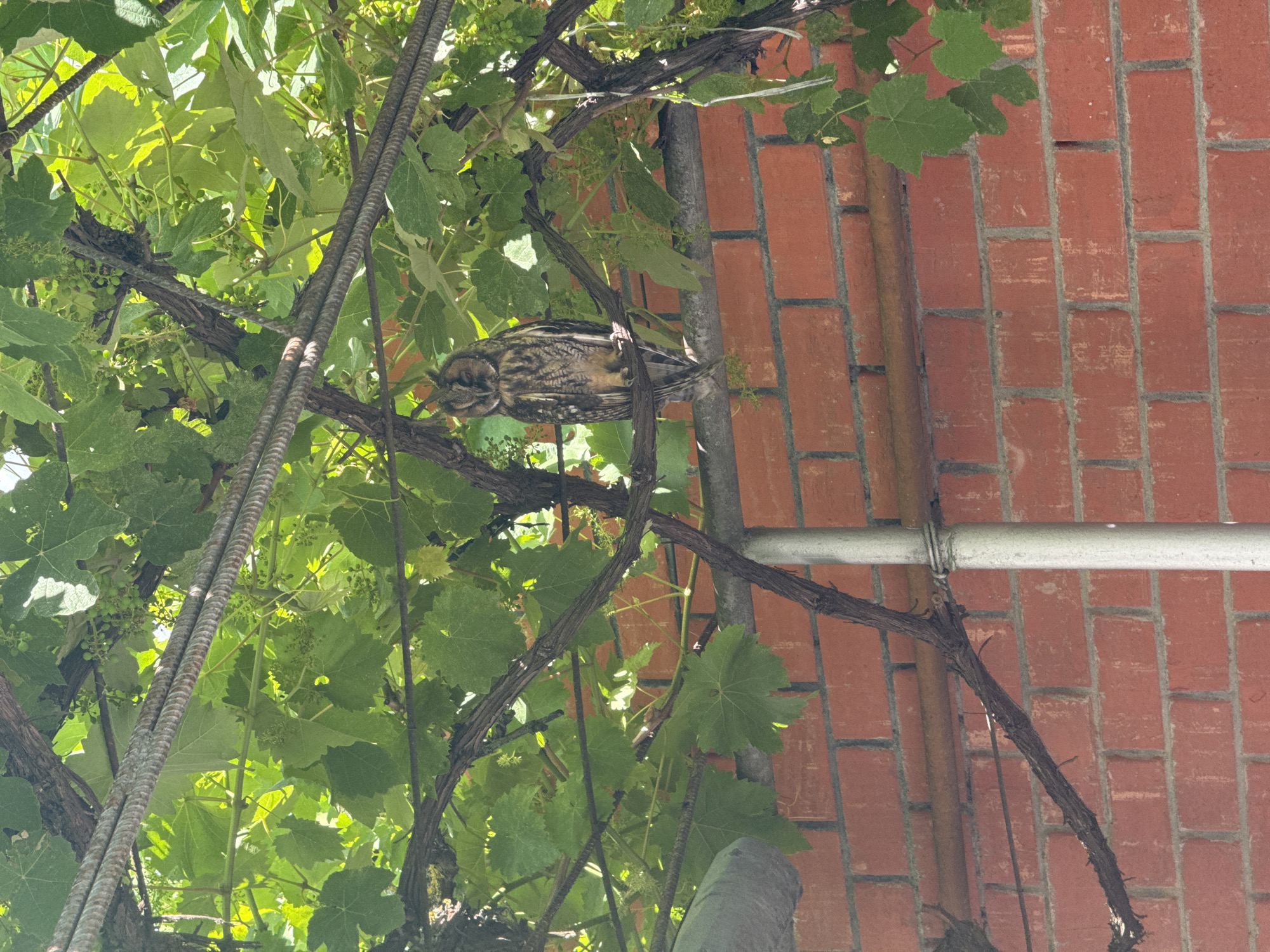 A long-eared owl is perched on a vine in an outdoor urban setting. The owl is facing the viewer with its eyes closed and its ear tufts visible. It is surrounded by lush green grape leaves and branches, which are supported by metal wires and a horizontal pipe. Behind the vine, a red brick wall serves as the background. A vertical metal pole is visible on the right side of the image. The scene appears to be in daylight, with sunlight filtering through the leaves.