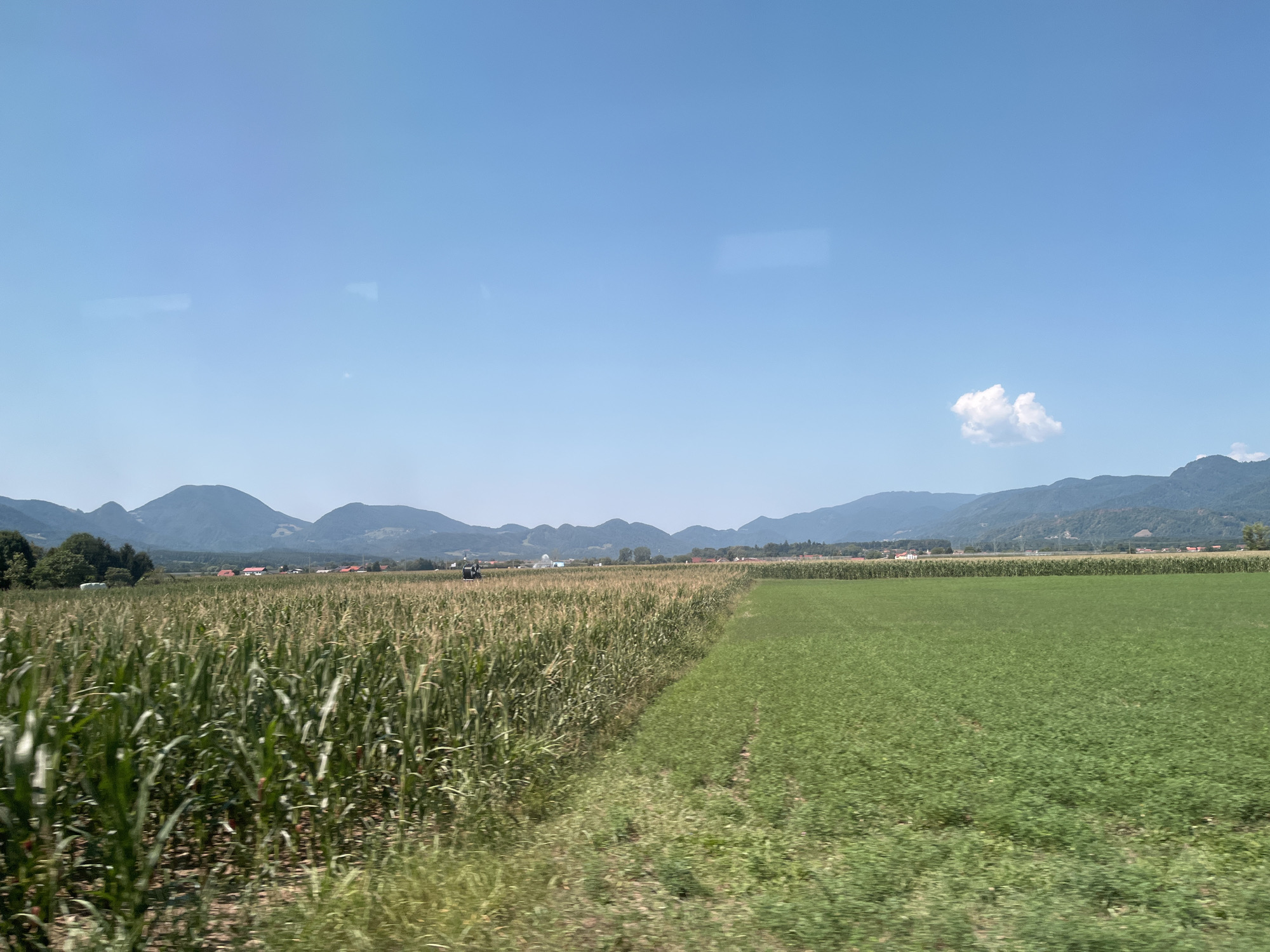 This is a landscape photograph taken in the vicinity of Topovlje, Slovenia. The image captures a vast agricultural area under a clear blue sky with a single, small white cloud. In the foreground, a dense field of tall green corn stalks occupies the left side of the frame, appearing to be in its growth phase. Adjacent to the cornfield, on the right, is a neatly cultivated field of a different, shorter green crop, possibly alfalfa or clover, showing distinct rows. Beyond these fields, a line of trees and scattered buildings, including houses with red roofs, are visible, suggesting a rural settlement. Further in the background, rolling hills and mountains form a scenic backdrop, their slopes covered in vegetation. The overall impression is one of a peaceful, rural setting during daytime. There are no people or animals clearly visible in the image. The photograph appears to have been taken from a moving vehicle, as indicated by a slight motion blur, particularly in the foreground vegetation.