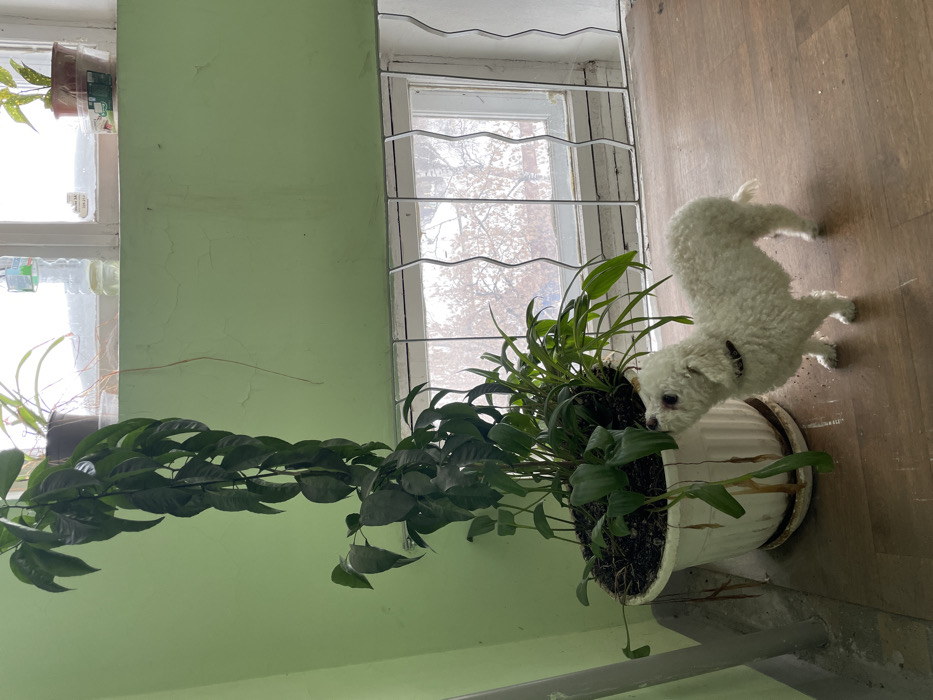 The image displays an interior scene located within Yekaterinburg, Russia. A small, white, curly-haired dog, wearing a dark collar, stands on a brown laminate floor in the lower right, with its snout directed towards and making contact with the leaves of a large white plastic planter. The planter contains a dense arrangement of green plants, including a prominent, tall vine-like plant with dark green, elongated leaves extending upwards and a cluster of broader-leafed plants at its base. The background features a light green painted wall exhibiting visible wear, including minor cracking and discoloration. Below a prominent horizontal green ledge, a white-framed window is secured by a white metal grill featuring a wavy vertical design. Through the window, a sparse, winter landscape with bare trees and an overcast sky is visible. On the green ledge above the window panes, two smaller potted plants and a clear plastic bottle are present.