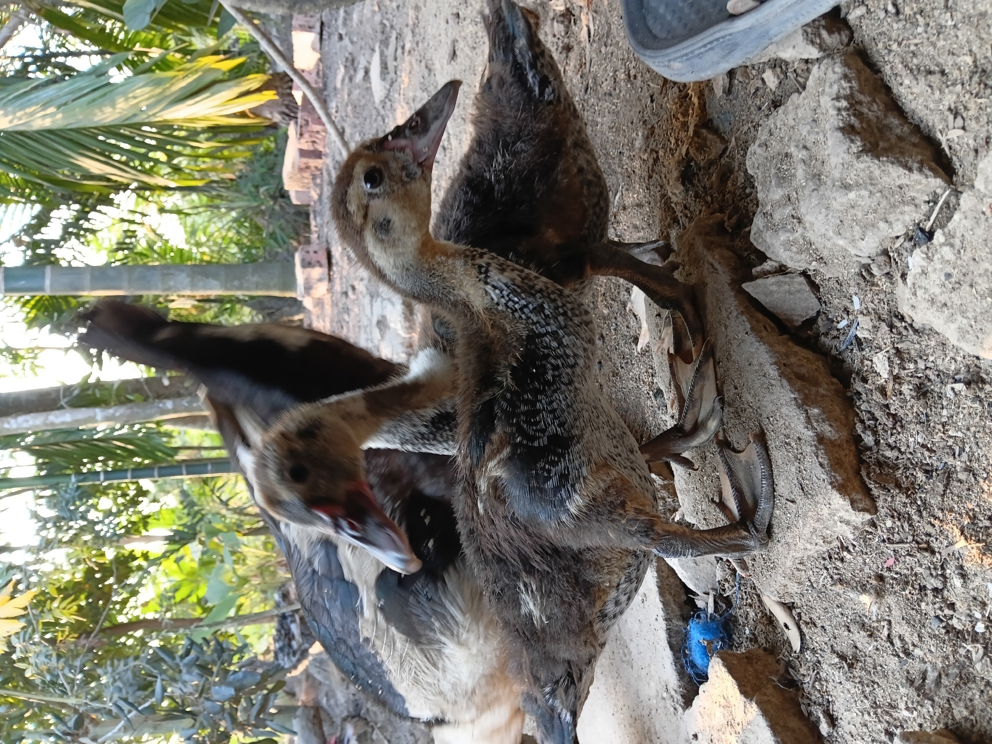 In Margo Rukun, Indonesia, three domestic ducks are positioned on the ground amidst debris and vegetation. Two ducklings, one in the foreground and another partially obscured to the right, display mottled brown and grey plumage. Their beaks are pointed, and their eyes are dark. A larger duck, primarily visible behind the ducklings, has darker plumage with white markings on its head and neck. The ground is covered in dirt, scattered stones, and some discarded blue netting. In the background, lush green foliage and trees suggest an outdoor, natural setting. The lighting indicates it is daytime, possibly late afternoon due to the warm tones.