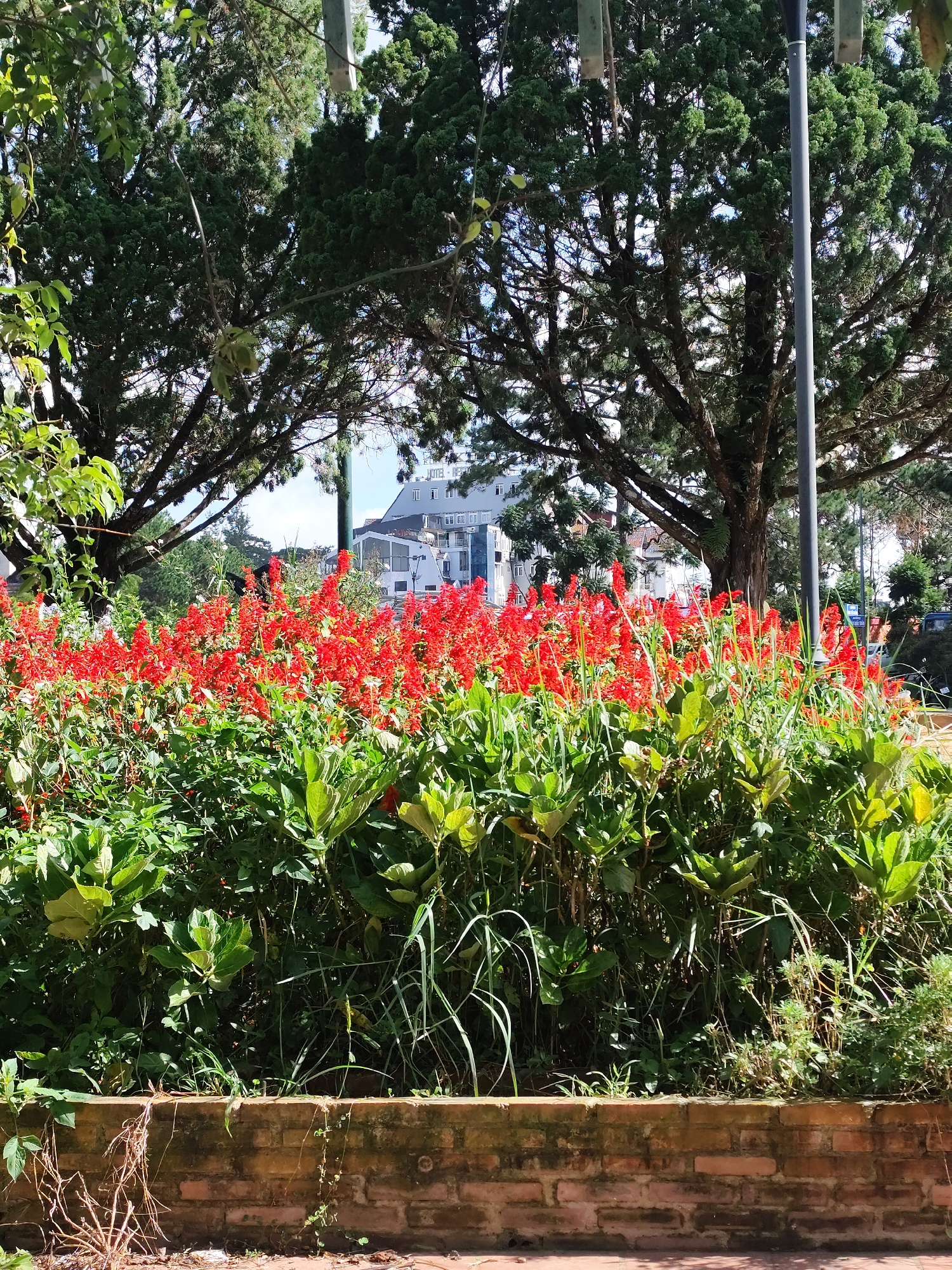 The image shows a vibrant garden with a dense bed of red salvia flowers in the foreground. Behind the flowers, a variety of green foliage creates a lush backdrop. Tall trees with dark bark and green leaves frame the scene from above, with their branches reaching towards the sky. In the middle ground, a white building with multiple stories and windows is visible, suggesting an urban setting. The sky is a clear blue, indicating fair weather. A lamppost stands to the right of the frame, partially obscured by the foliage. The ground in front of the garden is a brick wall, showing signs of age and moss. This scene is characteristic of the serene and picturesque landscapes found in Da Lat, Vietnam, known for its temperate climate and abundant floral displays.