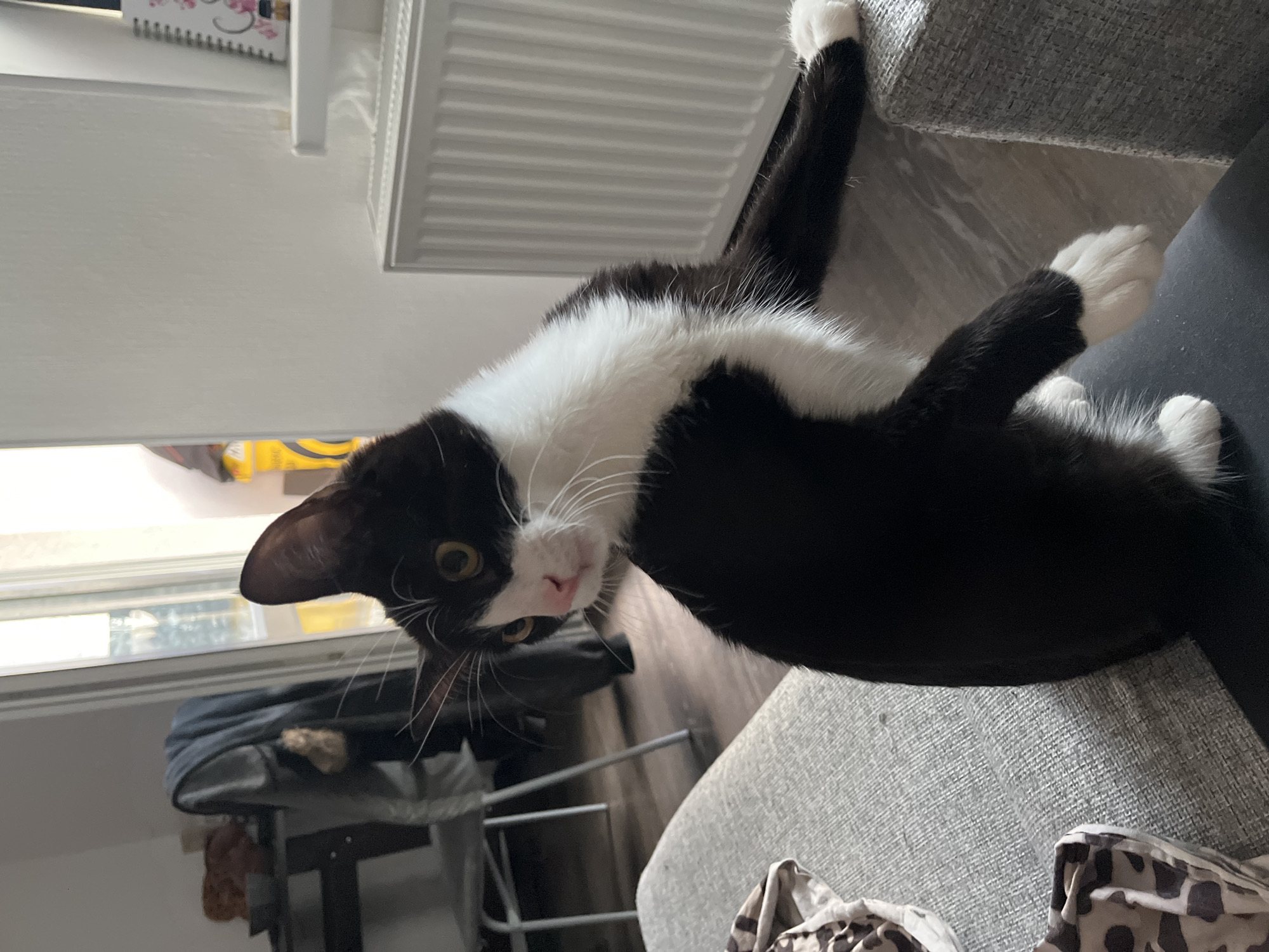 A black and white cat is in an indoor setting. The cat is reclining on a gray upholstered chair. The cat has black fur on its head and body and white fur on its chest, paws, and whiskers. The cat is looking at the camera with its yellow eyes. In the background, there is a white radiator, a gray folding chair, and a window. The location is not in Saint Petersburg, Russia.