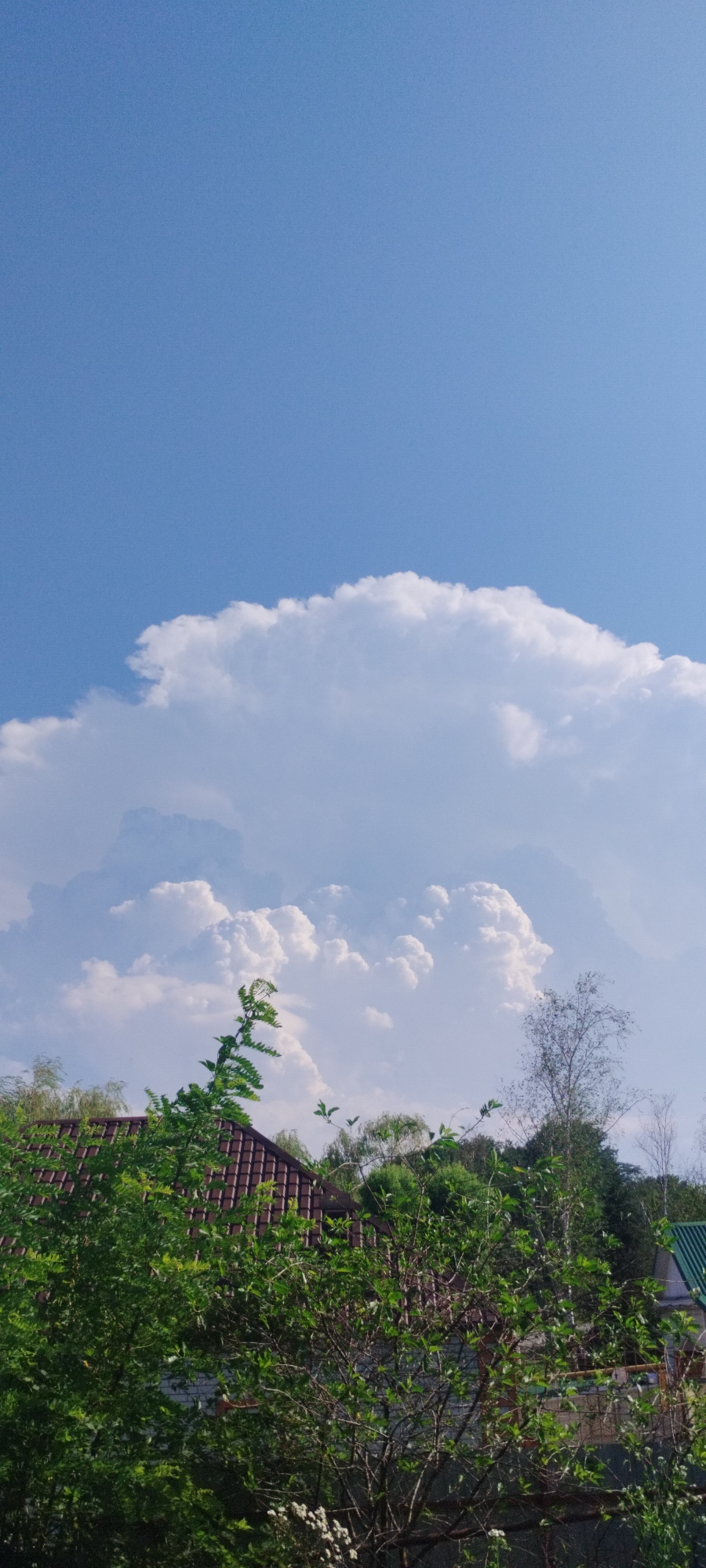 This image captures a serene outdoor scene, likely in Yaroslavskaya, Russia, under a clear blue sky dotted with large, fluffy white clouds. The foreground is dominated by lush green foliage and trees, obscuring parts of two houses with reddish-brown tiled roofs. A tall, thin tree with sparse leaves stands to the right of the frame, further adding to the natural landscape. The composition suggests a peaceful, possibly residential area on a bright, sunny day.