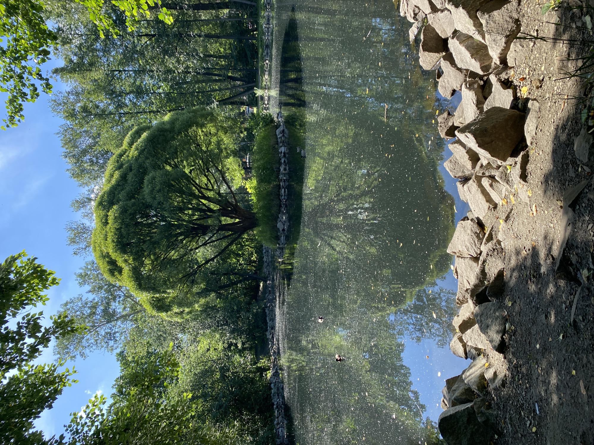 A tranquil park scene unfolds with a pond as the central focus, reflecting the surrounding lush greenery under a clear blue sky. A prominent, large tree with a rounded canopy stands on a small island in the middle of the pond, its reflection clearly visible on the water's surface. Two ducks swim in the pond, leaving subtle ripples behind them. The pond's edge is lined with a natural barrier of rocks and soil, with scattered fallen leaves on the ground. Dense trees form a verdant backdrop, creating a sense of seclusion and natural beauty. The image captures a peaceful moment in a park, likely within the city of Yekaterinburg, Russia, given the context.