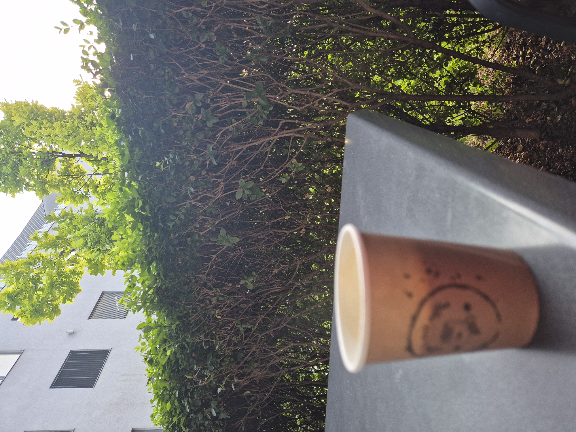 A shallow depth of field shot shows a paper cup on a table. The cup is brown with a logo printed on it. In the background, a green hedge with visible branches is illuminated by sunlight. Behind the hedge, a white building with horizontal windows and trees with bright green leaves are visible. The scene appears to be outdoors in a city.