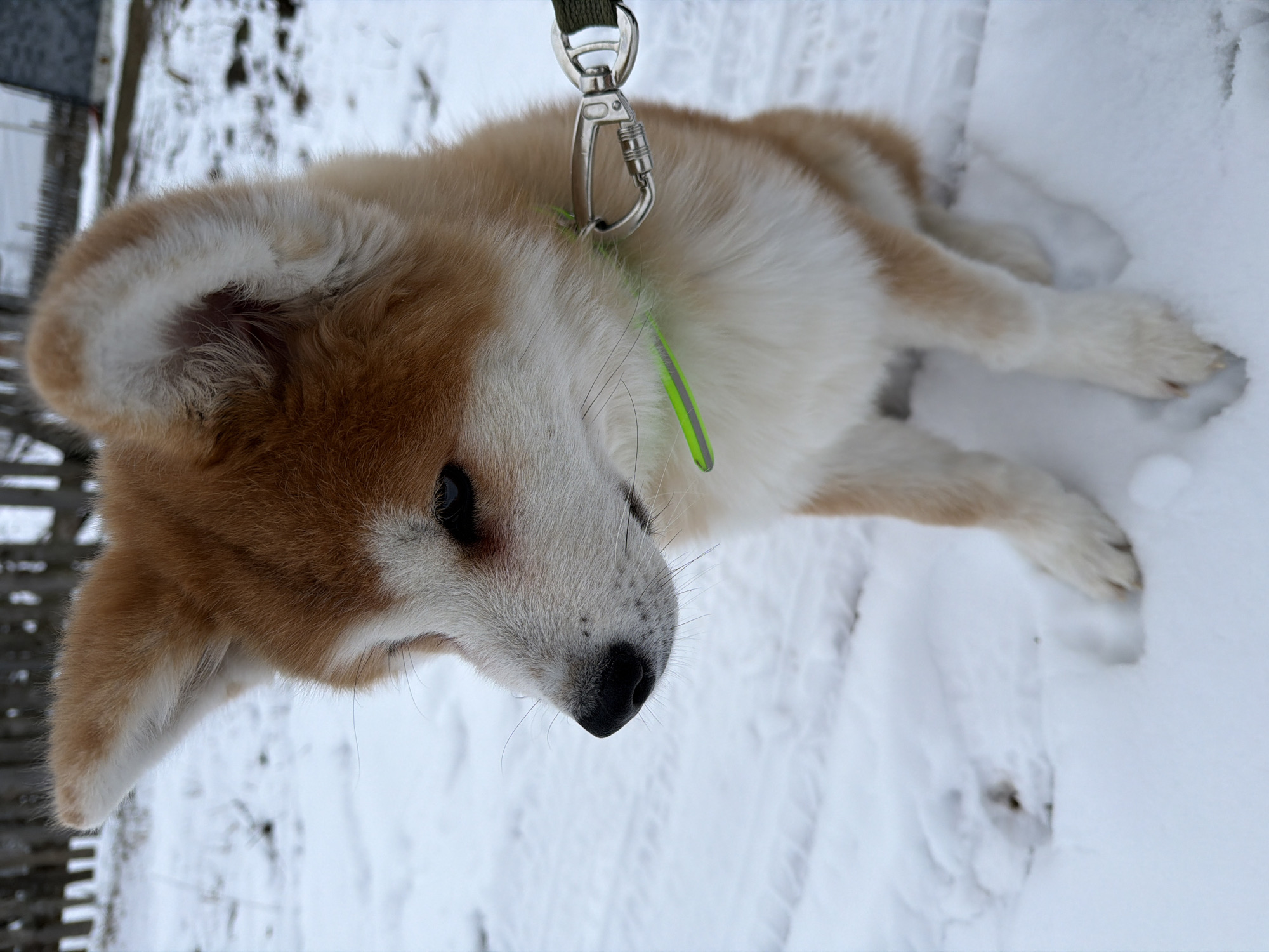 The image shows a young, light-brown and white dog, possibly an Akita puppy, lying in the snow. It is wearing a green collar attached to a leash with a silver clip. The dog is positioned sideways in the frame, with its head towards the lower-left corner and its body extending towards the upper-right. The location appears to be outdoors, with snow covering the ground. A fence is visible in the background on the left side of the frame.
While the prompt mentions the city of Chaikovsky, Russia, the image does not contain any distinct or clear elements that would allow to verify or confirm this location.