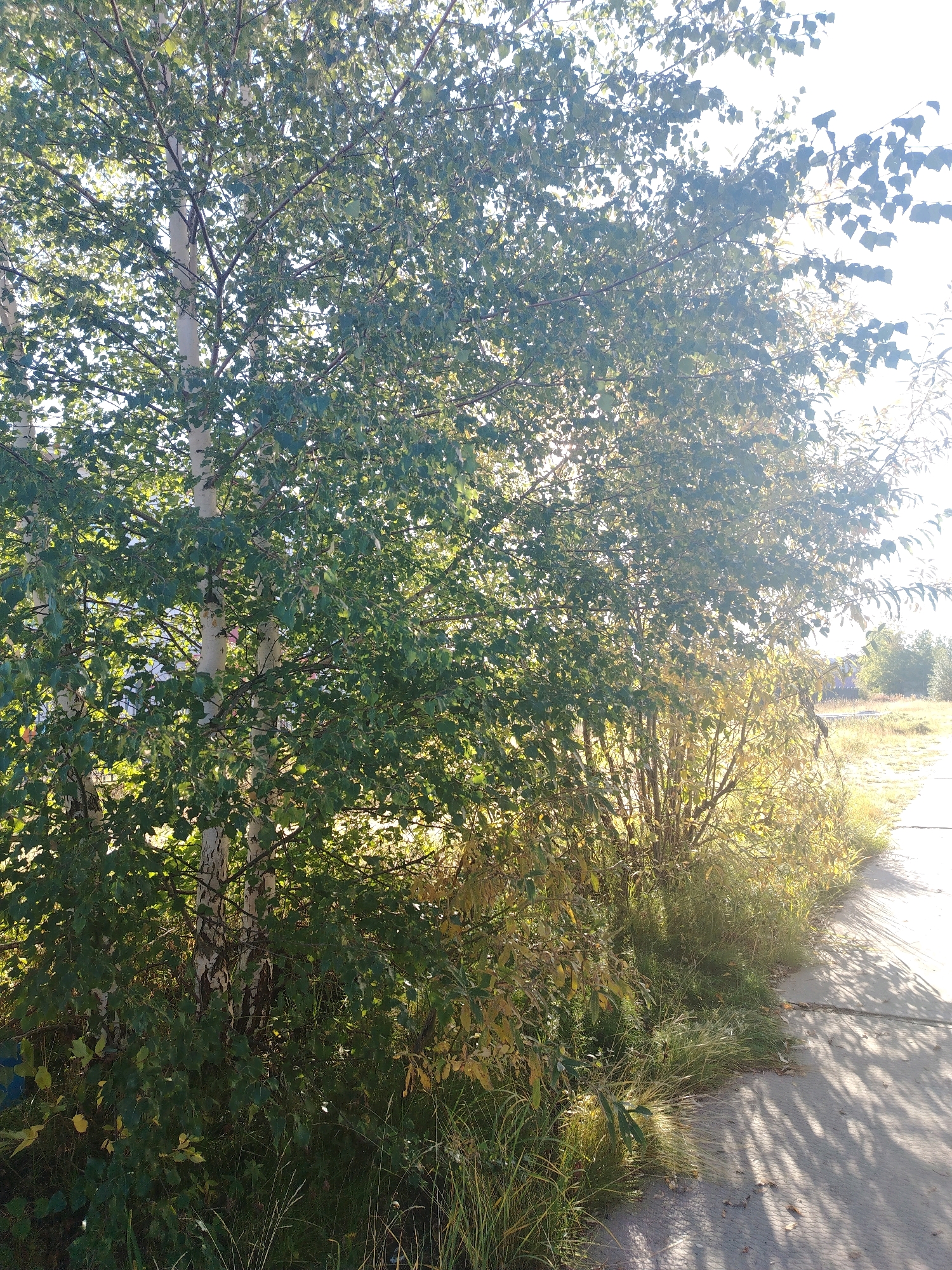 The image depicts a pathway bordered by vegetation on the left and a field on the right, under a bright sky with sunlight filtering through trees. In the foreground, a concrete pathway runs diagonally from the lower right towards the middle ground, casting distinct shadows from the foliage. To the left of the pathway, lush green and yellowing vegetation, including birch trees with white bark and dense undergrowth, dominates the scene. The trees are laden with green leaves, some showing hints of yellow, suggesting an autumn season. In the background, a field stretches out with dry grass and some scattered trees or bushes, and further in the distance, a building is partially visible. The overall setting appears to be a suburban or park-like area. Given the context, this scene is located in the city of Muravlenko, Russia, likely in an outdoor area where a pathway has been constructed alongside natural growth. There are no people or animals visible in the image.
