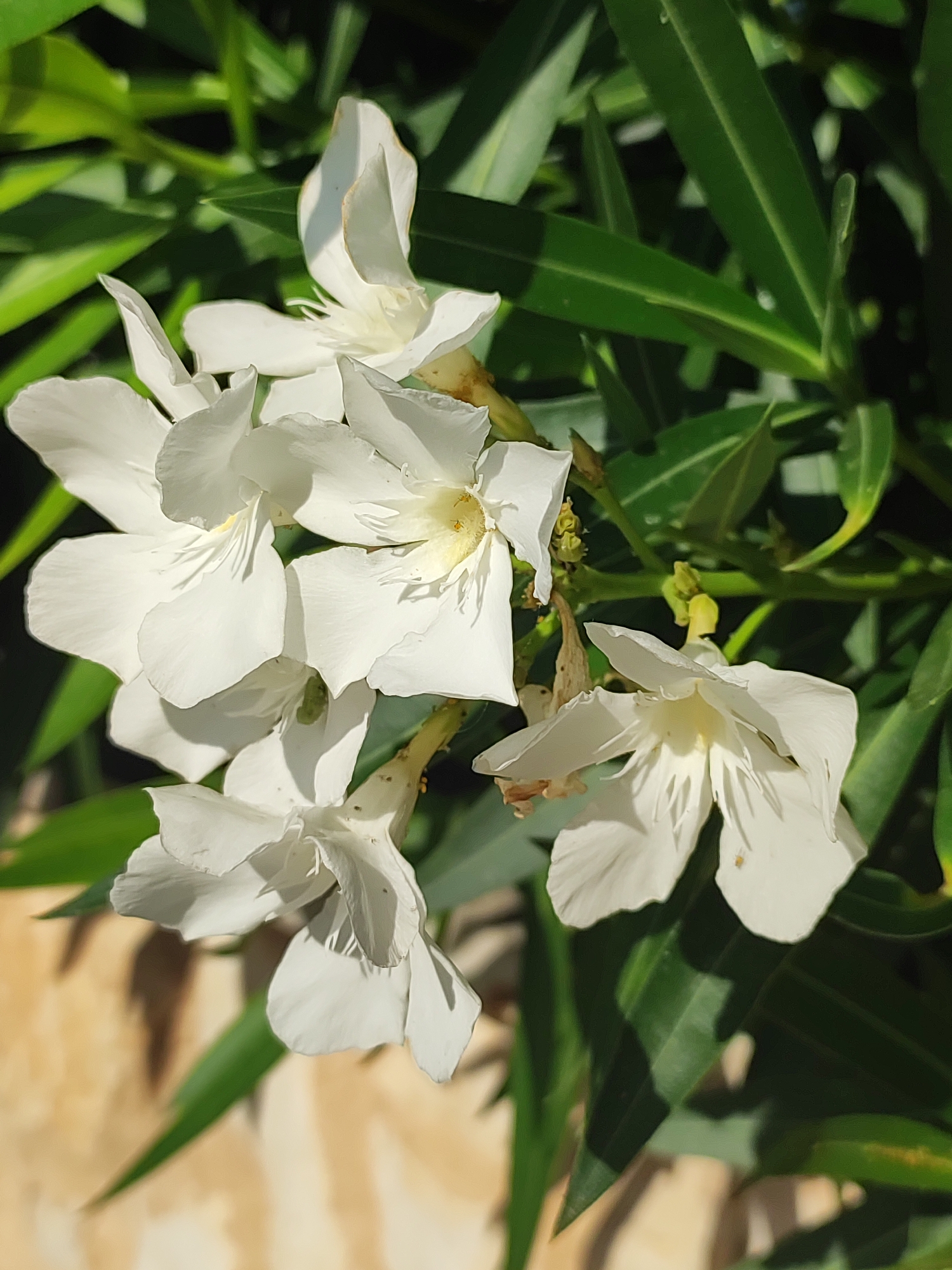 The image displays a close-up view of several white oleander flowers with green foliage in the background. A blurred, light-brown, textured surface, possibly a wall or ground, is visible in the lower left portion of the frame. The flowers are in various stages of bloom, with some fully open and others partially closed. The scene is outdoors, bathed in sunlight, casting shadows on the petals and leaves. The location is identified as Traspinedo, Spain. There are no people or visible actions in the image; it focuses solely on the natural elements of the flowers and their surroundings.