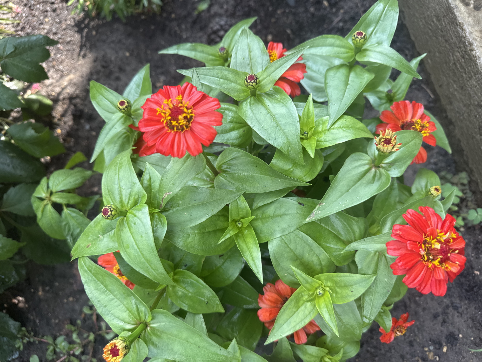 The image shows a close-up, high-angle view of a patch of red zinnias with green foliage. The flowers are vibrant red with yellow centers and some appear to be in bud stage. The leaves are lush and green, some appearing slightly wet. The background consists of dark soil and hints of other greenery. The scene is outdoors in what appears to be a garden or natural setting. There are no people or animals visible. The context suggests this might be a location in the city of Razdolnoye, Russia, but this cannot be visually confirmed from the image alone.