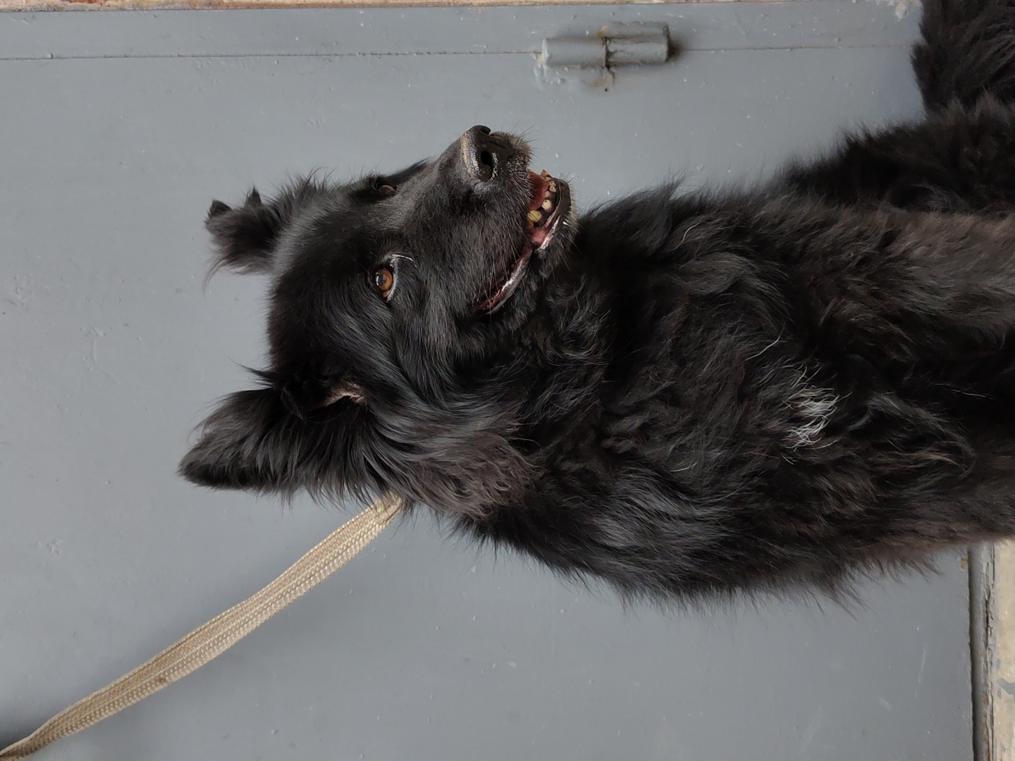 A medium shot captures a black, shaggy dog with alert ears and amber eyes, looking to the right. A light-colored rope leash is attached to the dog's collar and extends diagonally upwards and to the left. The dog is positioned in front of a textured, gray surface, possibly a door or wall, with a visible hinge or latch mechanism on the right side. The background is out of focus, providing a simple, neutral backdrop that highlights the dog. The lighting appears to be natural and even, casting no harsh shadows. The scene is devoid of human presence, with the sole focus being the canine subject.