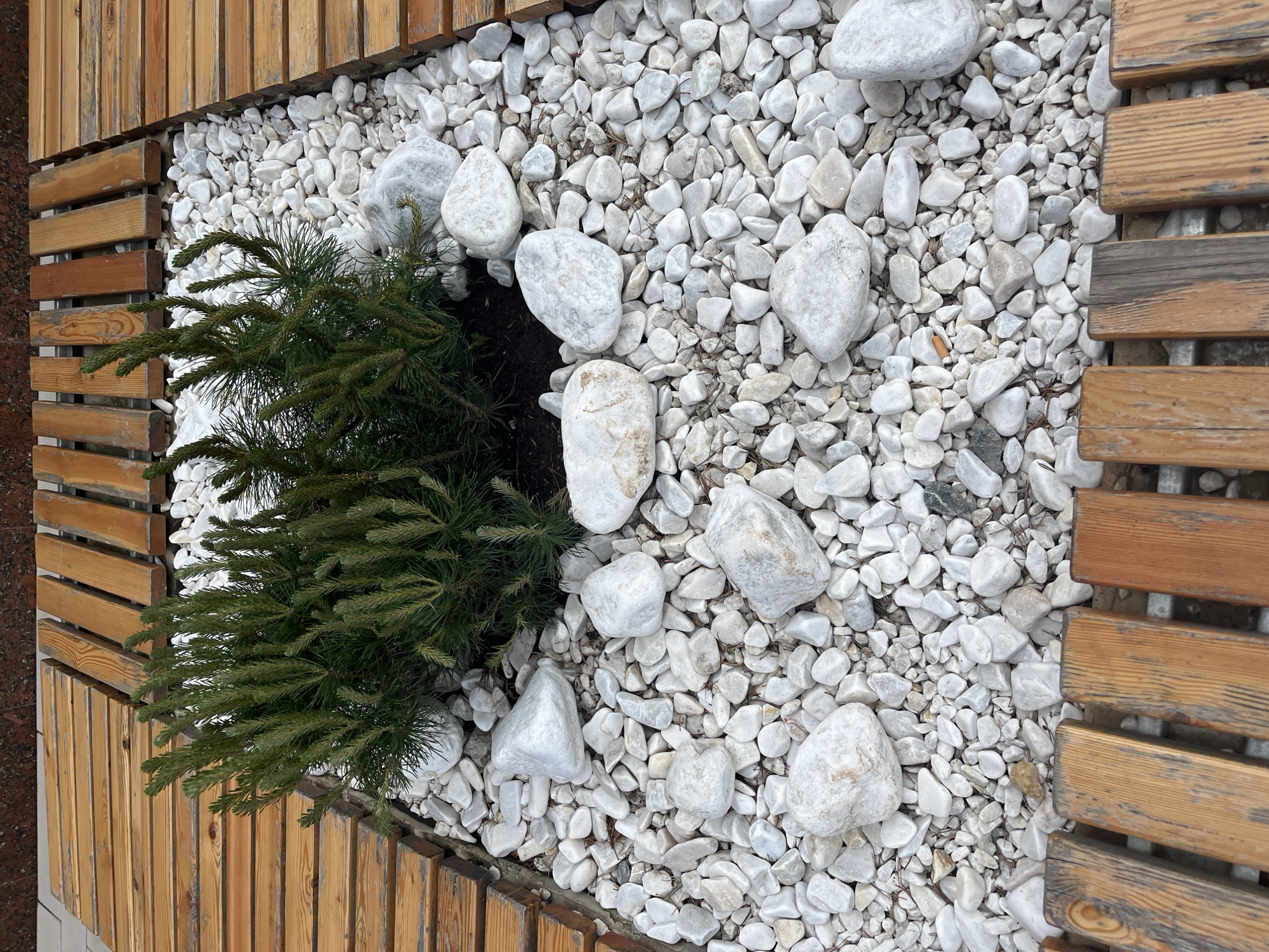 The image depicts a landscaping detail in Izhevsk, Russia, featuring a wooden-slatted enclosure filled with a layer of small white gravel. Larger white stones are scattered throughout the gravel. A small evergreen shrub grows on one side of the enclosure. The wood appears to be a light, natural color. No people are visible.