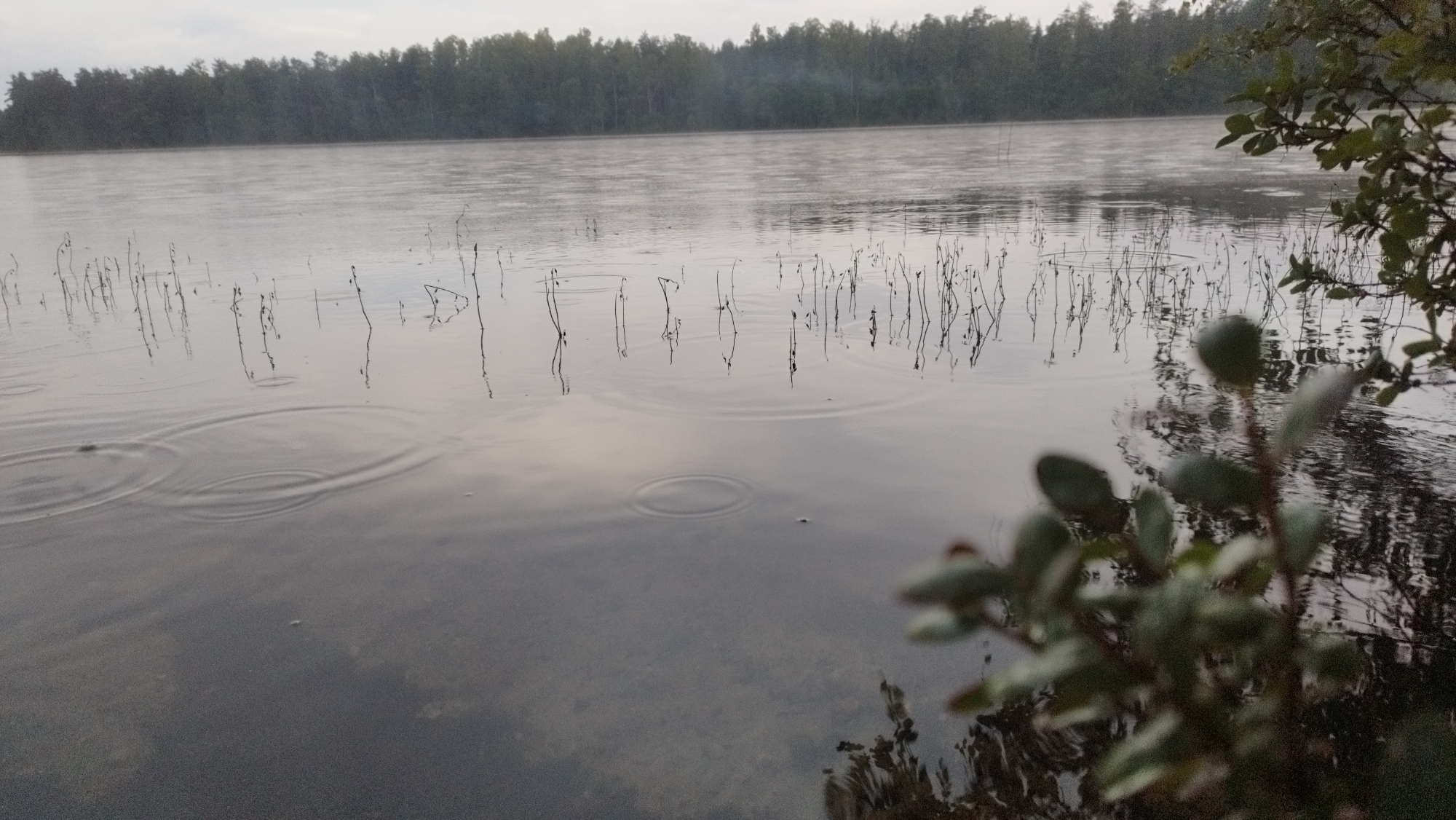 The image depicts a serene natural scene at a lake in Tarasovskoe, Russia. The foreground is dominated by the dark, reflective water, with several out-of-focus green leaves and branches of a plant in the lower right corner. The middle ground features the still surface of the lake, broken by the ripples of raindrops. Thin, dark reeds or grass stalks emerge from the water, casting faint reflections. In the distance, a dense forest forms a dark, unbroken line along the horizon. A light mist or fog hangs low over the water, softening the outline of the trees and creating a hazy atmosphere. The sky above is overcast with a pale, diffused light. There are no people visible in the image.