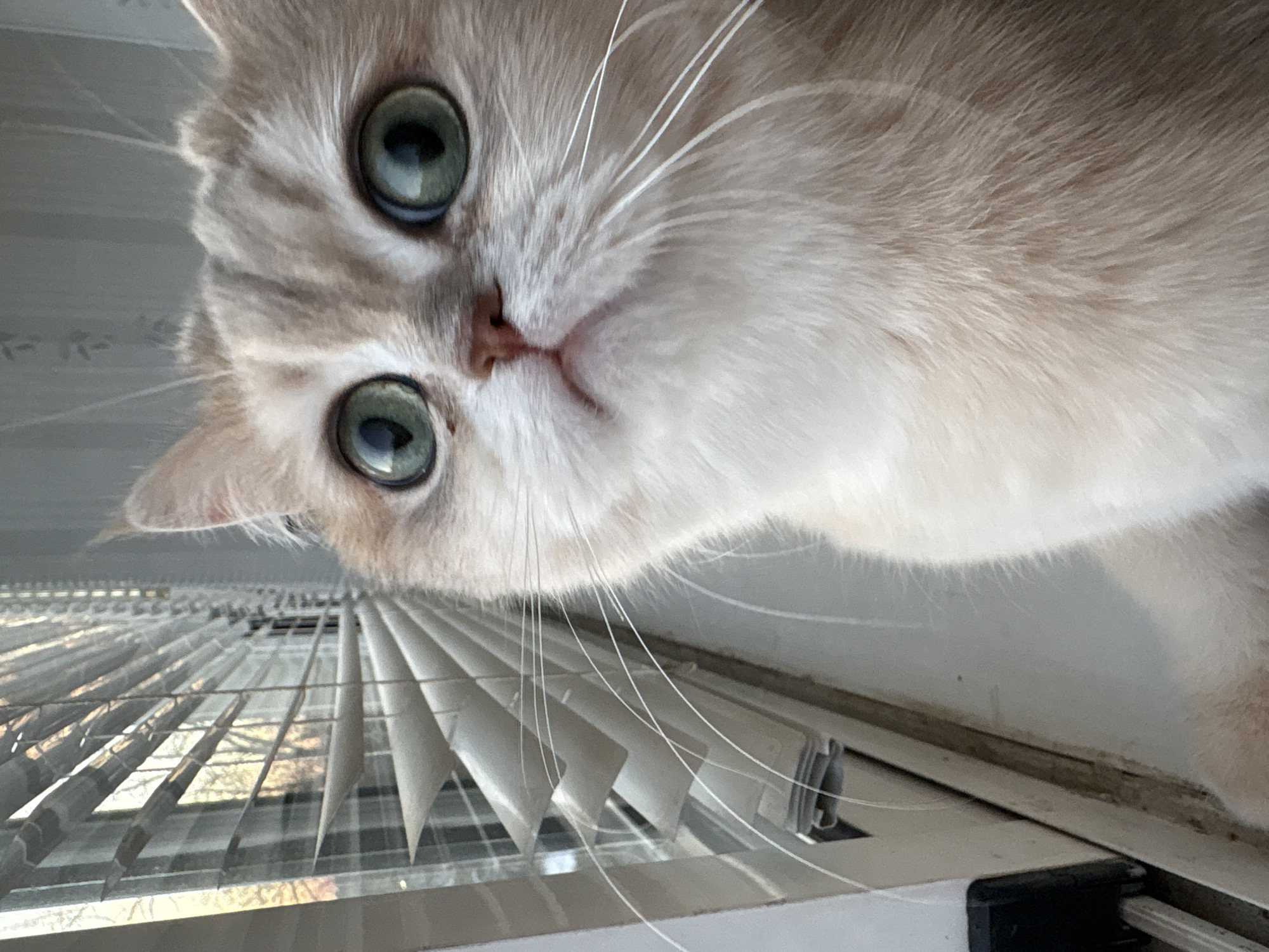 A cat with light tan and white fur and light green eyes stares down at the camera, its face filling most of the frame. Below the cat is a window with closed white blinds. The location is not discernible from the image.