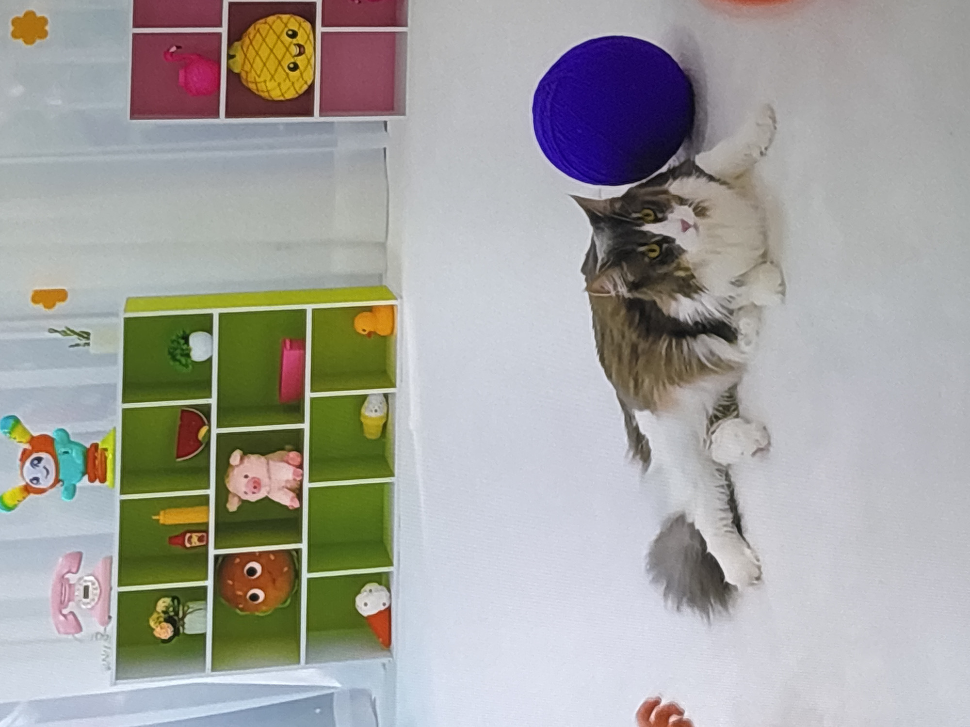A fluffy, long-haired cat with brown, white, and grey fur is lying on a white carpeted floor. It is looking towards the viewer with yellow eyes and a pink nose. To the right of the cat is a large, dark purple yarn ball. In the background, there is a green shelf unit filled with various toys, including a hamburger, a pig, ice cream cones, a rubber duck, a pineapple, and a flamingo. There is also a pink rotary phone on top of the shelf. A pink and purple shelf unit is to the right of the green shelf. The scene is indoors and appears to be a child's playroom.