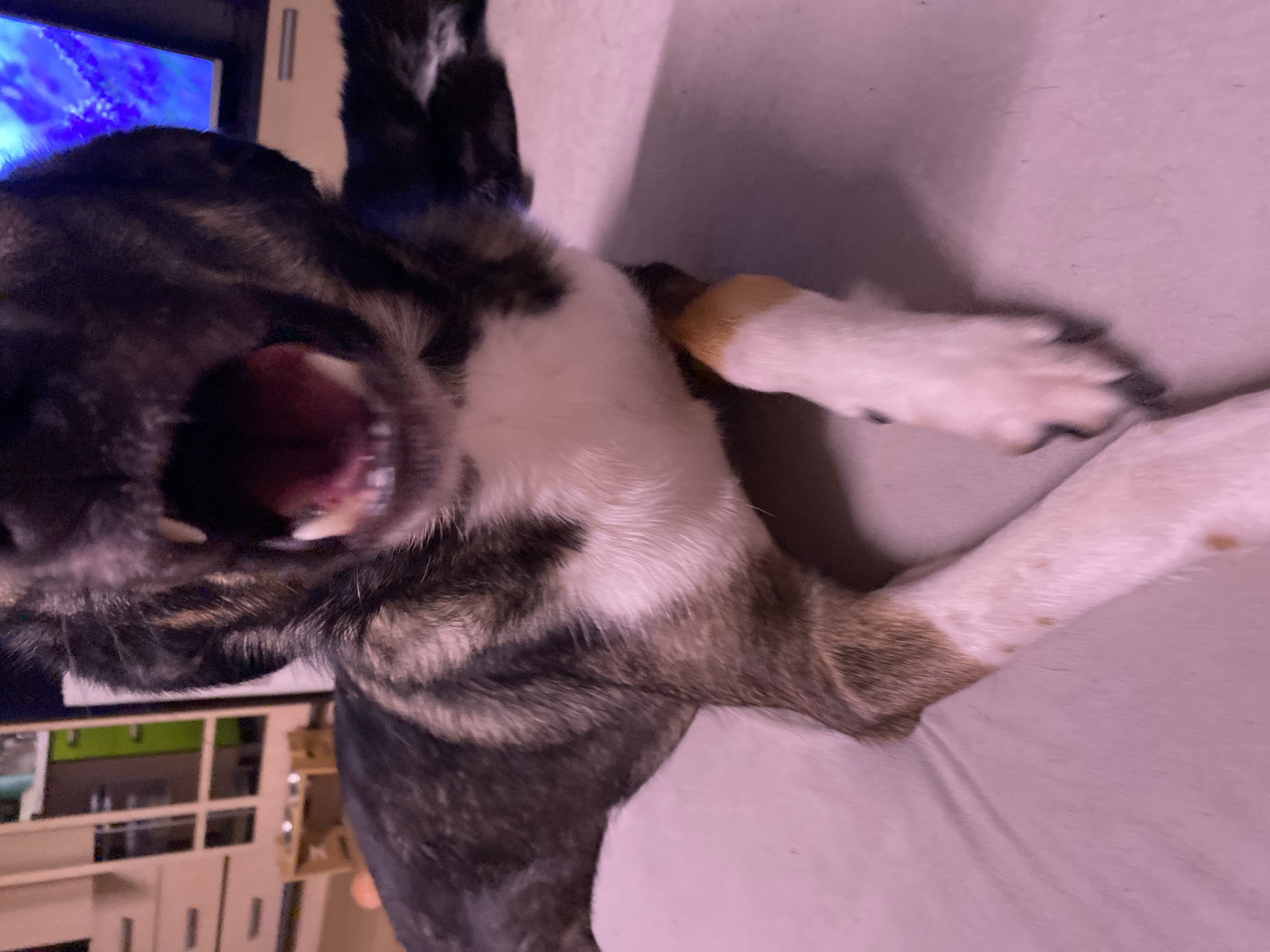 A close-up, distorted view of a dog's face, with its mouth open, revealing teeth and tongue. The dog has a brindle-patterned coat with white markings. One white paw is visible. A television screen showing a blue and white abstract image is in the background, along with furniture. The location is unknown and there is no evidence it is in Chaikovsky, Russia.