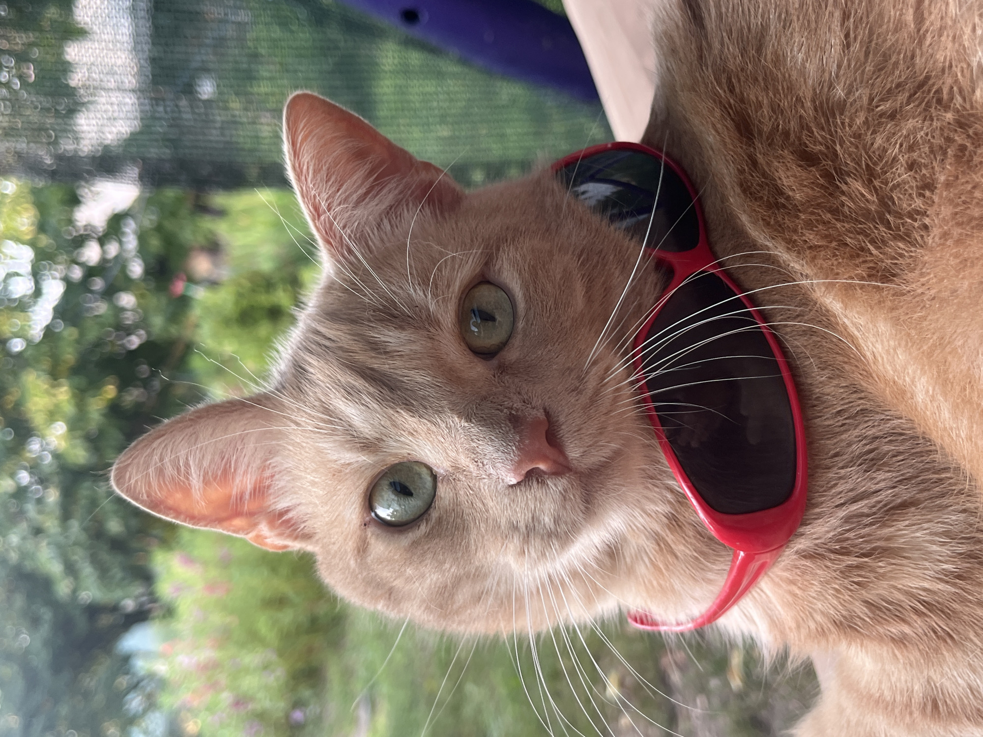 A close-up, eye-level shot features an orange tabby cat wearing red sunglasses perched on its neck. The cat has green eyes and light orange fur. The background is softly blurred, showing green foliage and pink flowers, suggesting an outdoor setting. The cat appears to be sitting on a wooden surface.