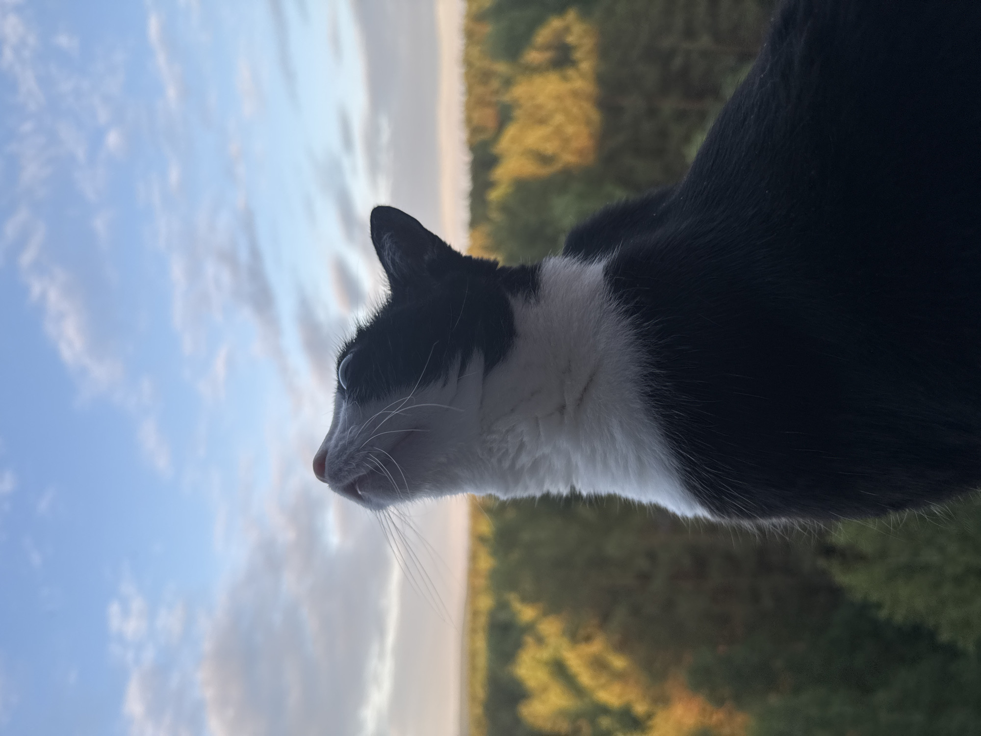 A black and white tuxedo cat is depicted in profile, positioned to the right of the frame, looking upwards and slightly left. The cat's white chest, neck, muzzle, and a portion of its face are visible, contrasting with its black ears and body fur. A pink nose and prominent white whiskers are evident. The background reveals an expansive, elevated view of a dense forest in the city of Chaikovsky, Russia. The tree canopy exhibits a blend of deep green and vibrant golden-yellow foliage, characteristic of autumn. Above the treeline, a light blue sky with scattered white and light gray cumulus clouds transitions into a pale, warm hue near the horizon, indicative of either early morning or late afternoon lighting conditions. No individuals are present.
