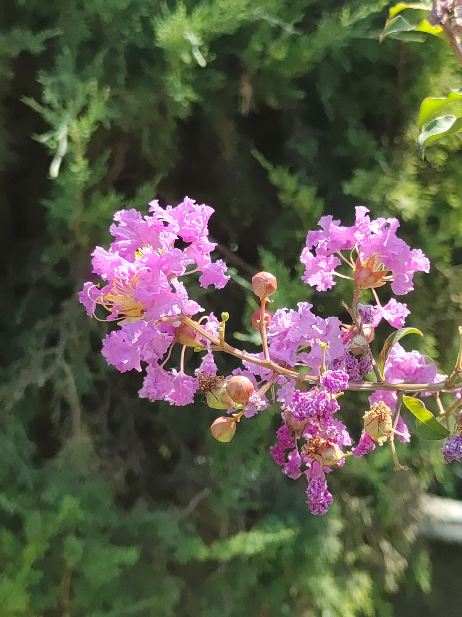 The image displays a close-up view of a flowering branch with clusters of delicate, frilled pink blossoms. The flowers have ruffled petals and prominent yellow stamens. Several buds, some round and brownish, and others appearing more elongated and green, are also visible on the branch, alongside some dried, spent blooms. The background is a soft, out-of-focus green blur, suggesting foliage from a tree or shrub. The lighting appears to be natural, with sunlight illuminating the flowers from the side. This scene is evocative of a garden setting, likely in a park or private residence within Tashkent, Uzbekistan, during a blooming season.