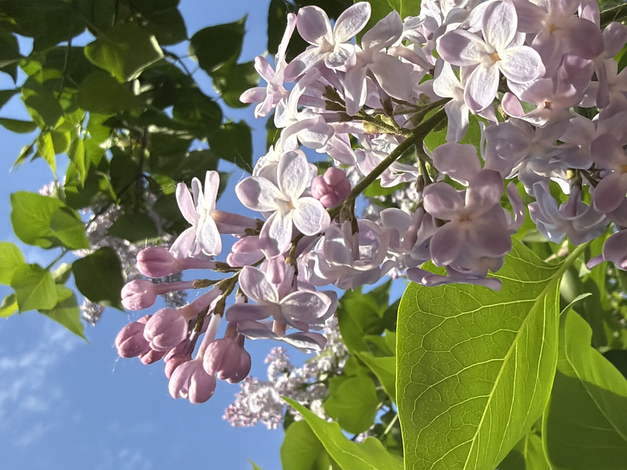 The image depicts a close-up view of lilac flowers in various stages of bloom. The flowers are a pale purple color and are clustered together on branches. The background is a clear blue sky with some green leaves visible. The lighting suggests the image was taken during the day. The location is said to be in the city of Chaikovsky, Russia, but this information cannot be confirmed from the image itself.