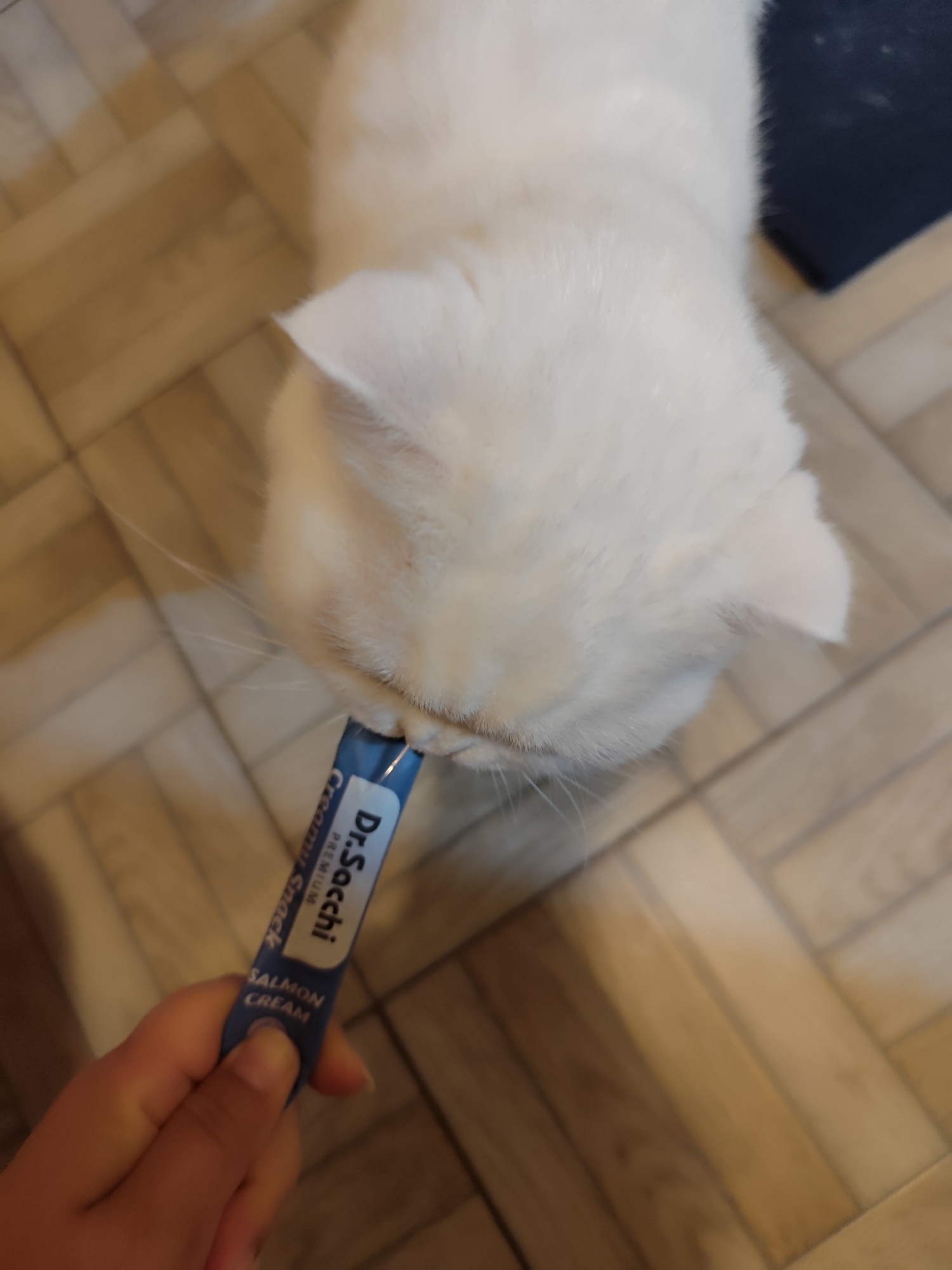 A person is holding a blue Dr. Sacchi Premium Creamy Snack for cats, with "SALMON CREAM" printed on it, towards a white cat. The cat is eating from the snack tube. The scene is taking place on a floor with a wooden plank design, potentially indoors. The image was likely taken in Sarıyer, Turkey, but there is no definitive information in the image to confirm this.