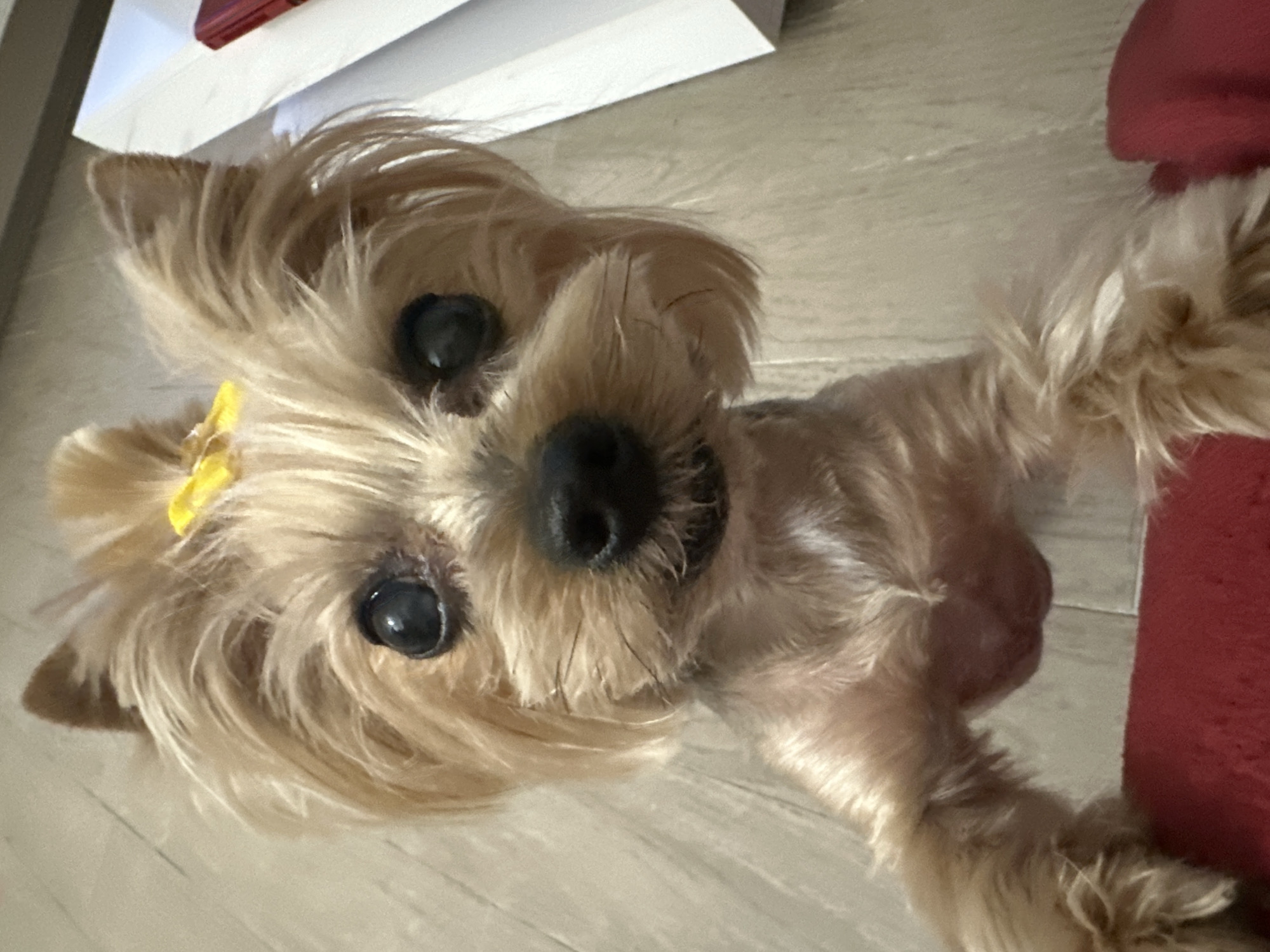 A small, tan-colored dog, likely a Yorkshire Terrier mix, is lying on a light-colored wooden floor. The dog has long, shaggy fur and a small yellow bow on its head. It is looking directly at the camera with its large, dark eyes. The dog's nose is black. In the background, there is a white object, possibly a piece of furniture, and a red object, perhaps a cushion or piece of furniture. The location is unknown.