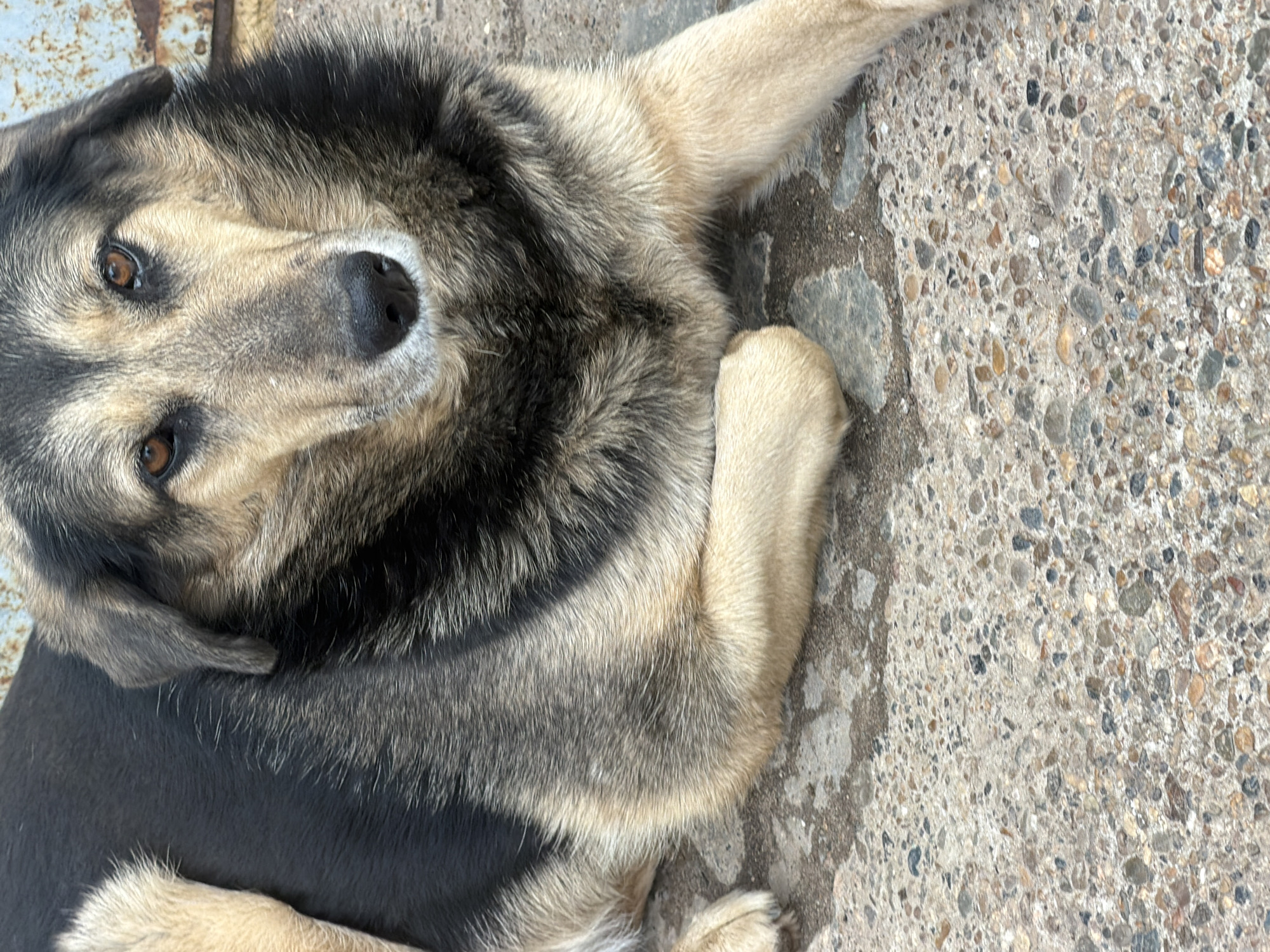A medium-sized dog with black and tan fur is lying on a concrete surface. The dog's head is facing the camera, with brown eyes looking directly at the viewer. The dog's right front paw is resting on its left front paw. The background is a textured concrete surface. The location is unknown and there is no evidence the location is in Chaikovsky, Russia.