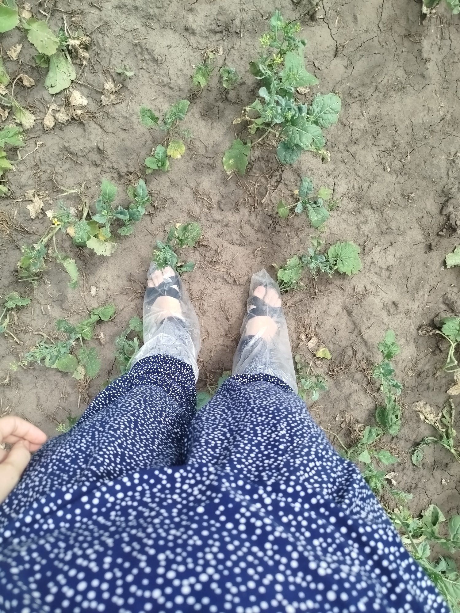 A top-down, medium shot captures a person's legs and feet standing on dry, cracked soil dotted with sparse green vegetation. The individual is wearing a dark blue dress with a white polka dot pattern and black sandals covered in clear plastic bags. Their left hand is visible on the dress near the hip. The background consists of more dry soil and a few wilting plants. The scene appears to be an outdoor, undeveloped area, possibly on the outskirts of Новолыбаево, Russia, given the dry, somewhat barren soil.
