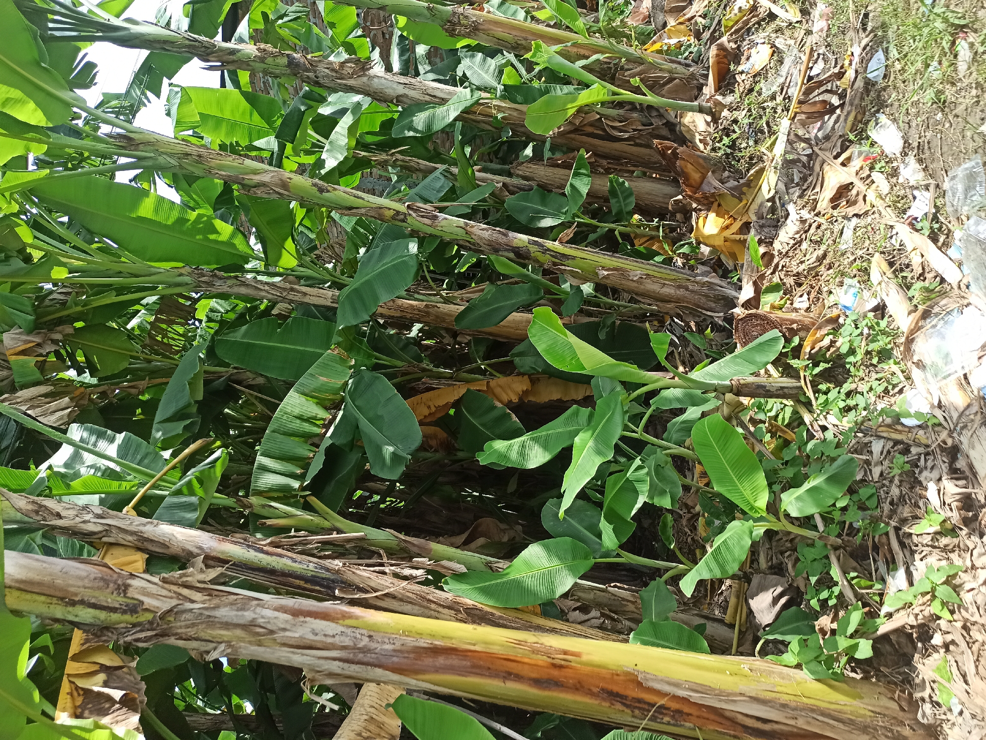 In the city of Medan, Indonesia, this image depicts a dense banana plantation situated in a low-lying area, possibly a neglected section of land. The scene is characterized by numerous banana trees, their thick, fibrous trunks forming a natural wall. The leaves are a vibrant green, some reaching towards the sky, while others droop downwards. The ground beneath the trees is cluttered with a significant amount of debris, including dried banana leaves, twigs, and various types of plastic waste such as bottles and wrappers. Patches of green grass and smaller plants are interspersed throughout the detritus, suggesting a struggle for life amidst the refuse. The lighting indicates it is daytime, with sunlight dappling through the leaves, creating areas of light and shadow. The overall impression is one of natural growth overwhelmed by human-generated waste. There are no people or animals visible in the frame.
