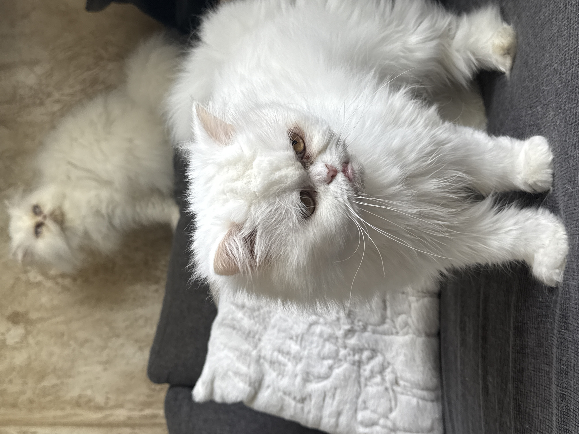 Two white Persian cats are positioned indoors. One cat is in the foreground, lying on a gray sofa and a white textured cushion. The cat is looking directly at the camera. The second cat is partially visible in the background, sitting on a tiled floor.