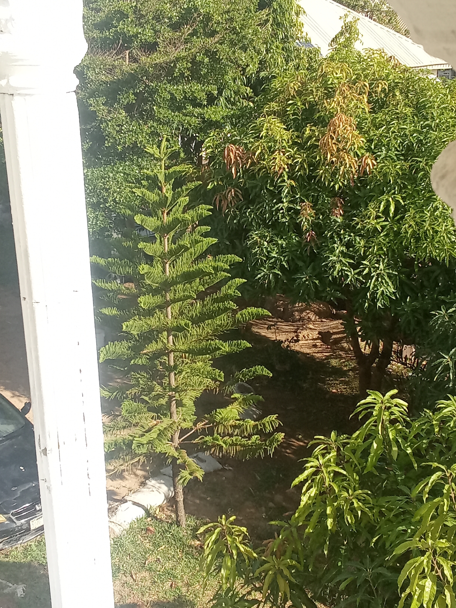 The image depicts an outdoor scene in Rafin Bauna, Nigeria. A green Norfolk pine tree is prominently displayed in the center, standing in a patch of ground with short grass and bare soil. To the right of the Norfolk pine is a mango tree with green leaves, some leaves are transitioning into a brownish-orange hue. The background includes dense green foliage of various trees. In the foreground, on the left side, is a white column of a building, and part of a dark-colored vehicle is visible. The scene appears to be captured from an elevated position, possibly from a window or balcony. The lighting suggests a daytime setting with natural sunlight.