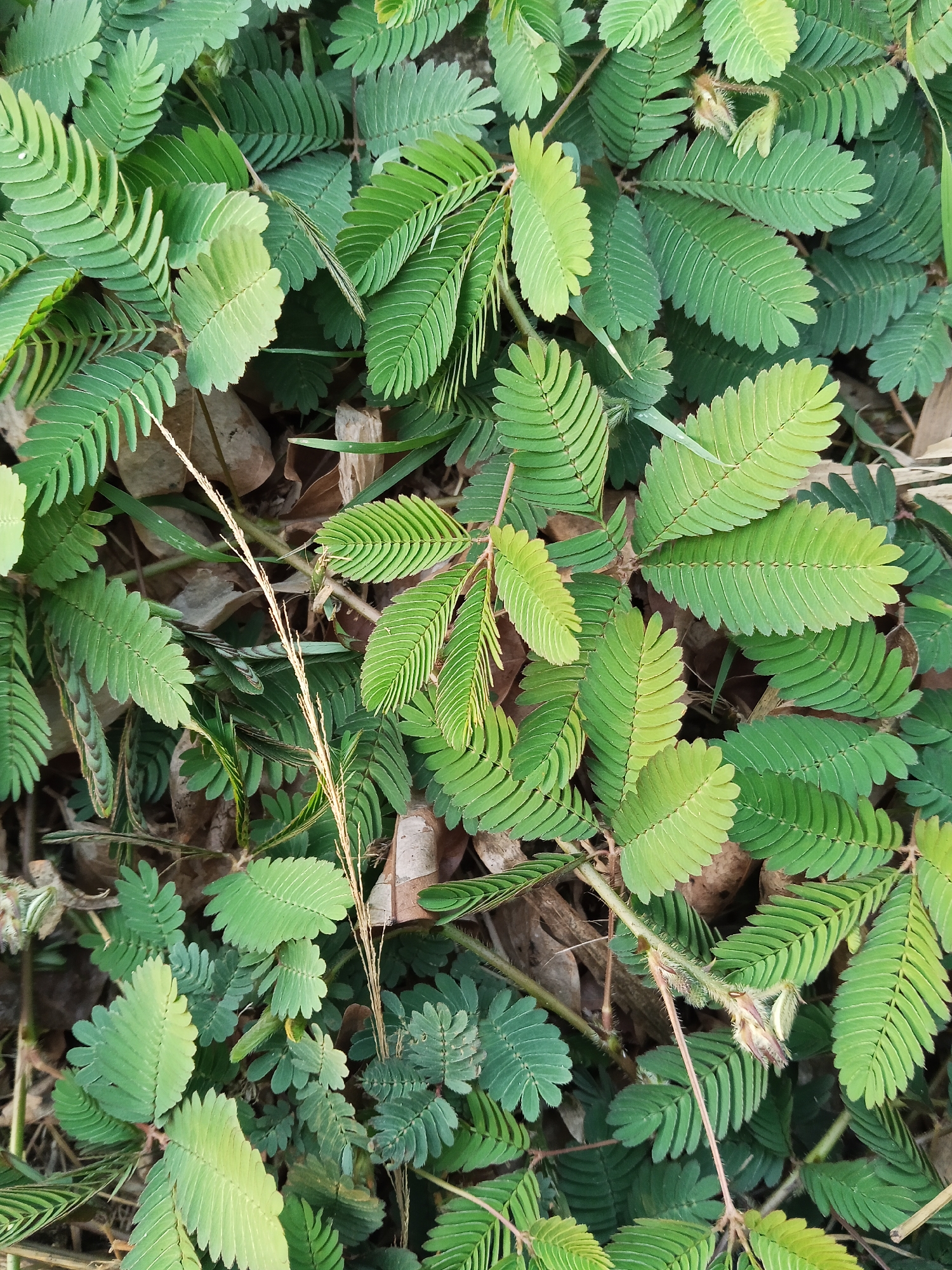 A close-up, overhead shot captures a dense cluster of green Mimosa pudica, also known as the sensitive plant, with its characteristic feathery compound leaves. The leaves are arranged in pairs along thin stems, and many of the leaflets are tightly closed, giving them a more pointed appearance. Some leaves are a lighter shade of green, suggesting new growth. The background is obscured by the foliage, but hints of dry brown leaves and soil are visible, indicating the plants are growing at ground level. A thin, dried blade of grass or stem runs diagonally across the scene. The overall impression is of a natural, untamed patch of vegetation, possibly found in a garden or undeveloped area in Semarang, Indonesia. No people or animals are present.