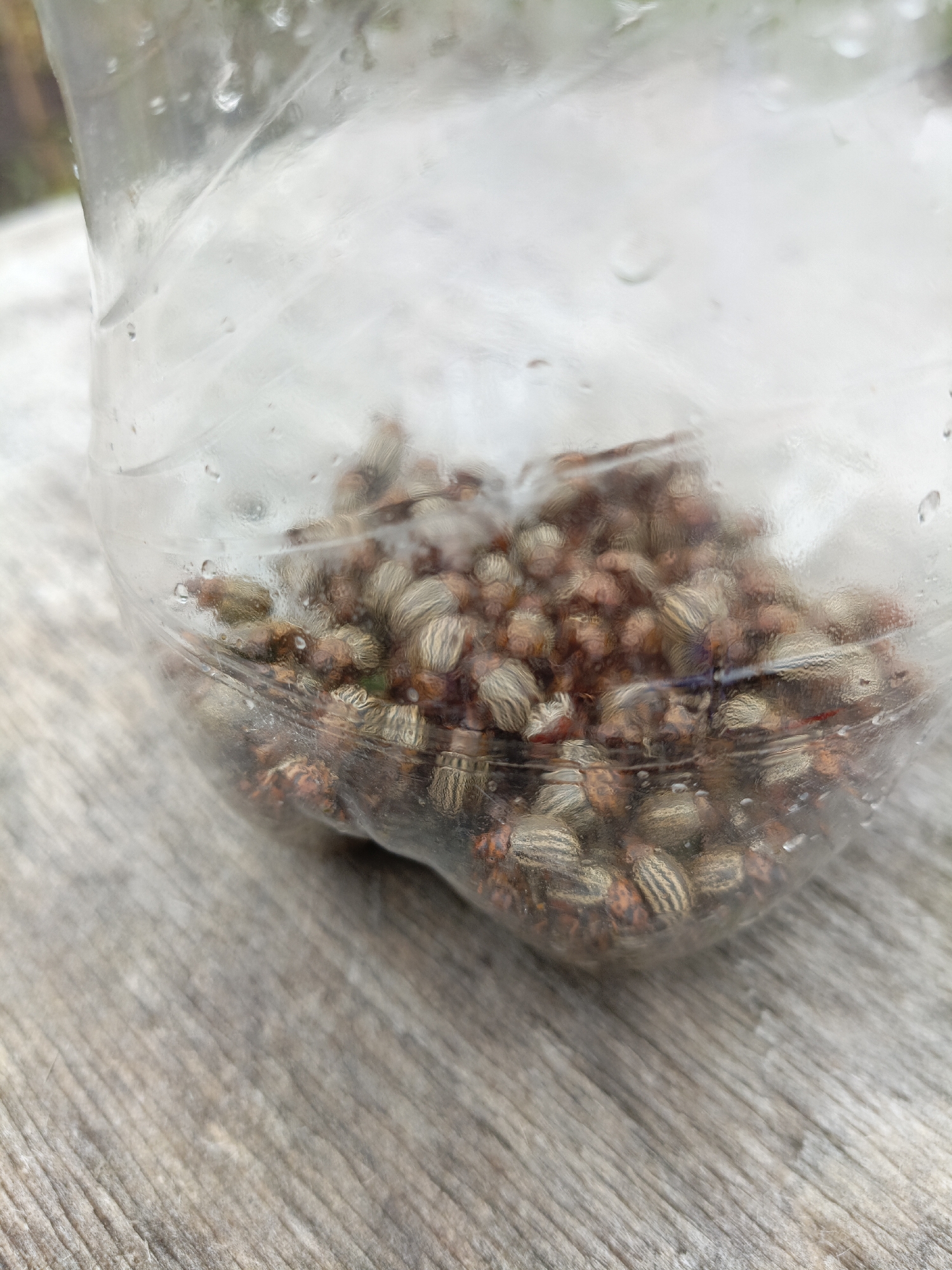 A clear plastic bag containing a pile of small, striped, brown and tan seeds sits on a weathered wooden surface. The bag is slightly opaque due to condensation on its exterior. The wooden surface appears to be a table or deck, with visible grain and texture. The background is blurred and out of focus, suggesting an outdoor environment. There are no people or animals visible in the image. The image appears to have been taken in Kumertau, Russia, though this context is not evident from the visual information alone.
