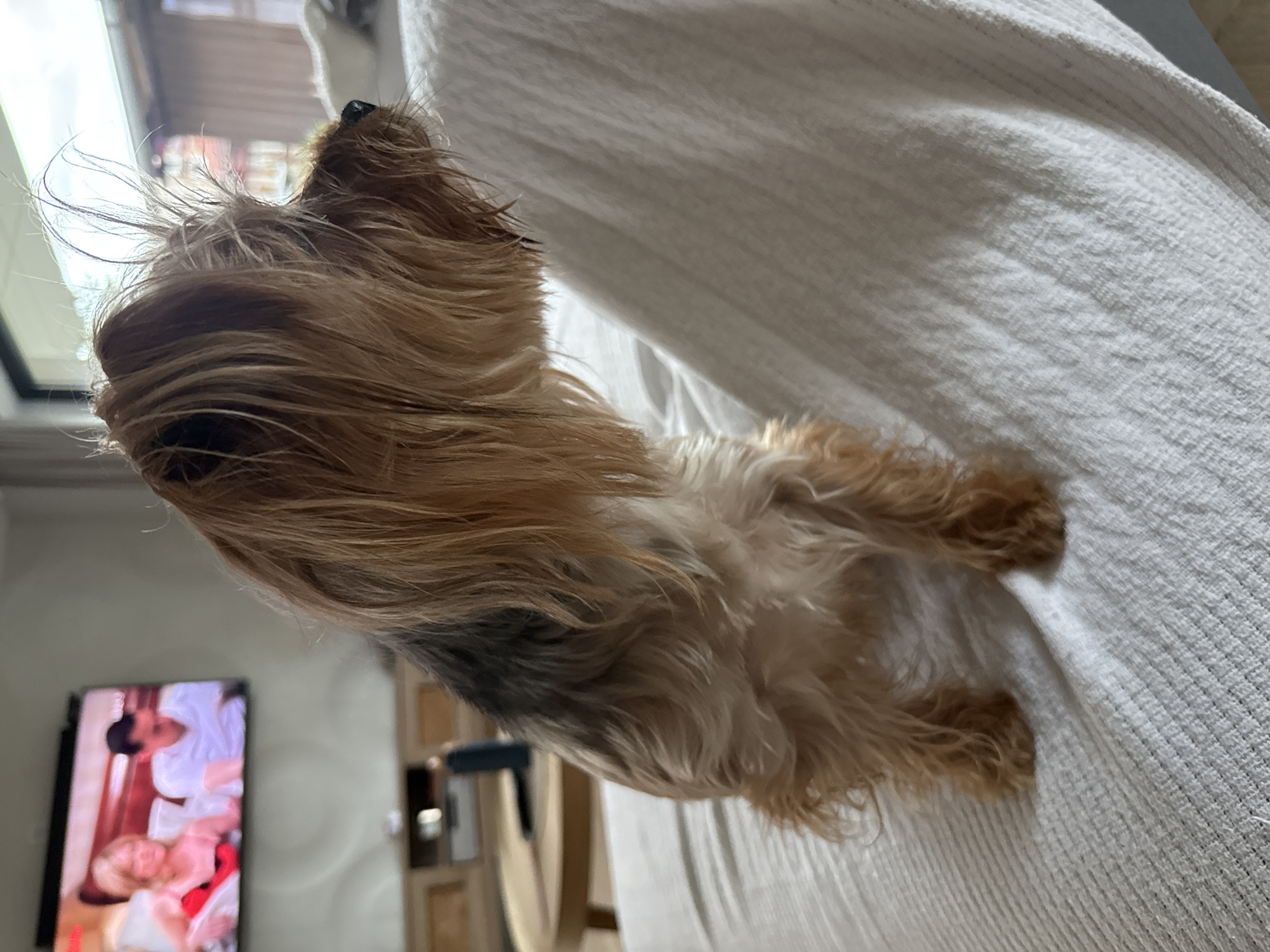 The original image, rotated 90 degrees counter-clockwise, presents an indoor scene featuring a small dog, likely a Yorkshire Terrier, in Sofia, Bulgaria.
**Subjects:** The central subject is a small dog with long, silky fur characteristic of a Yorkshire Terrier. Its fur displays shades of light brown/golden on its head and legs, transitioning to darker brown or black on its body. The dog is seen in profile, looking towards the top-left of the frame. One dark eye is visible, and its fur around the face appears slightly windswept. In the background, on a television screen, two blurry human figures are visible: one person in white and another with blonde hair wearing red or pink.
**Objects:** The dog is resting on a prominent white, textured fabric, which covers a significant portion of the right side and bottom of the image. This fabric has a distinct ribbed or waffle-like pattern, suggesting a blanket, towel, or upholstery. A television screen is visible in the lower-left quadrant, displaying content. Beyond the television, blurred outlines of wooden furniture, possibly a chair or cabinet, can be discerned.
**Scene and Setting:** The scene takes place indoors, likely within a home environment such as a living room or bedroom, given the presence of a television and comfortable seating. A bright area in the upper-left background suggests a window or another light source.
**Activity:** The dog is stationary, seemingly relaxed, and observing something beyond the immediate frame. The television is turned on, indicating a casual and domestic atmosphere.
**Notable Details:** The lighting is soft, likely a combination of natural light from the implied window and indoor ambient light. The dog's posture and visible eye suggest a calm and attentive demeanor. No specific emotions are strongly conveyed, but the scene generally evokes a sense of peace. There is no visible text within the image. The provided context indicates the location is Sofia, Bulgaria.