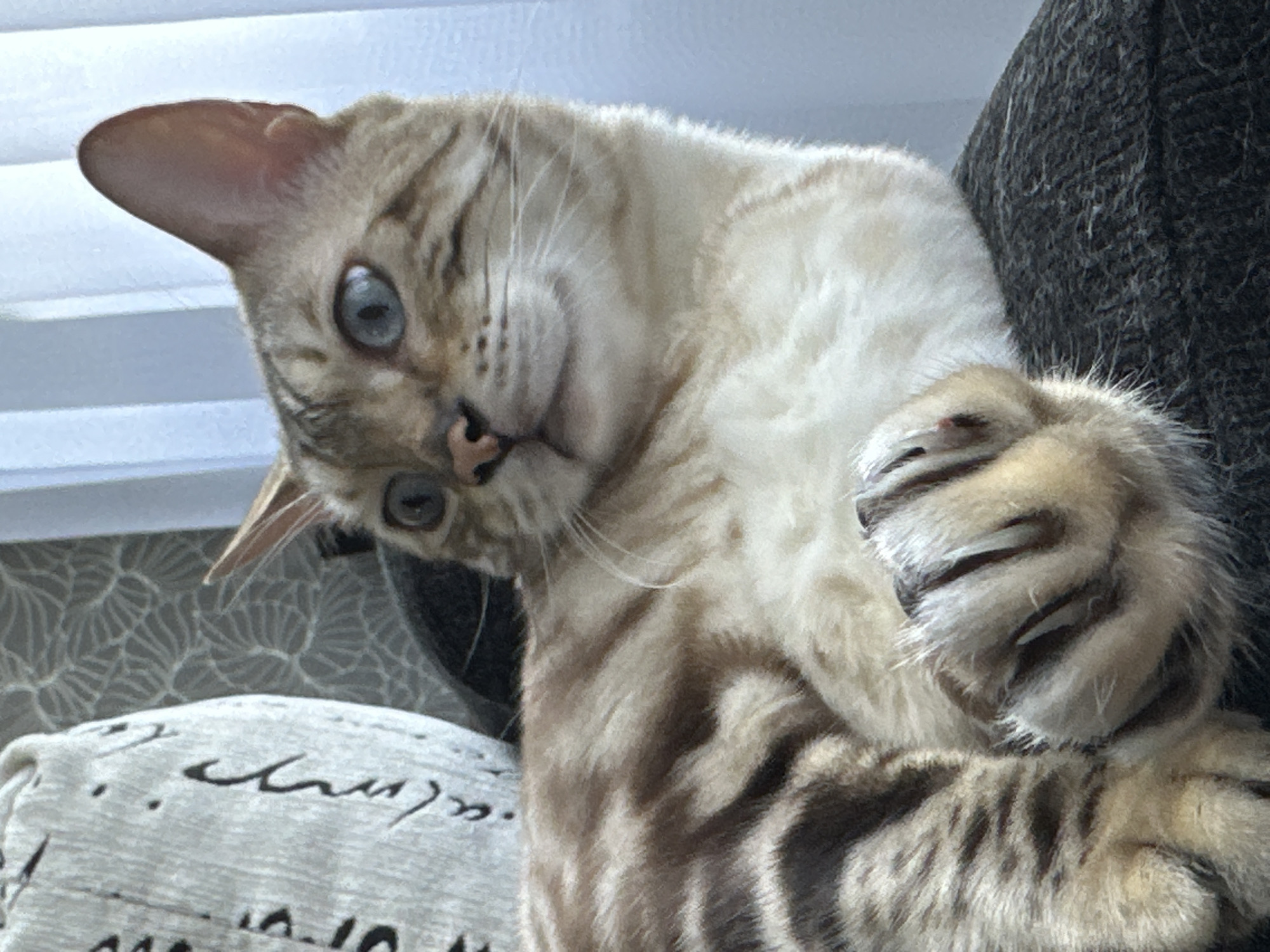 A close-up, eye-level shot shows a Bengal cat with blue eyes and striking dark markings on its tan fur. The cat is lying down, its paws visible and claws extended. The background is blurred, with a white curtain on the right and a patterned wallpaper and a textured pillow with script writing on the left. The image appears to be taken indoors in an urban environment, possibly in Energetik, Russia, as indicated by the context provided.