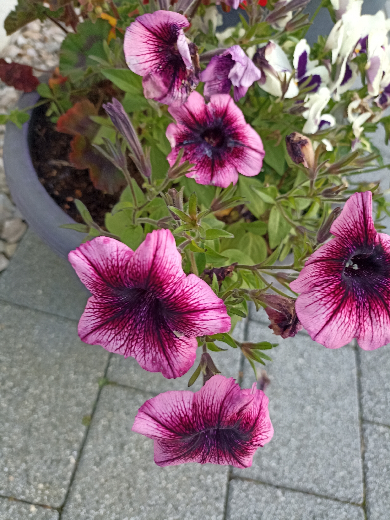 A close-up, high-angle shot captures a pot of vibrant pink and purple petunias, likely taken in the area of Doirí Beaga, Ireland. The flowers, with their deep purple centers and delicate pink veining, are the primary subjects. Some petunia buds are visible, along with some wilting flowers and green foliage. The pot itself is a muted gray and sits on a paved surface composed of interlocking gray bricks. The background shows the edge of the pot and some gravel. The overall impression is one of a well-maintained garden or outdoor floral display. No people are present.