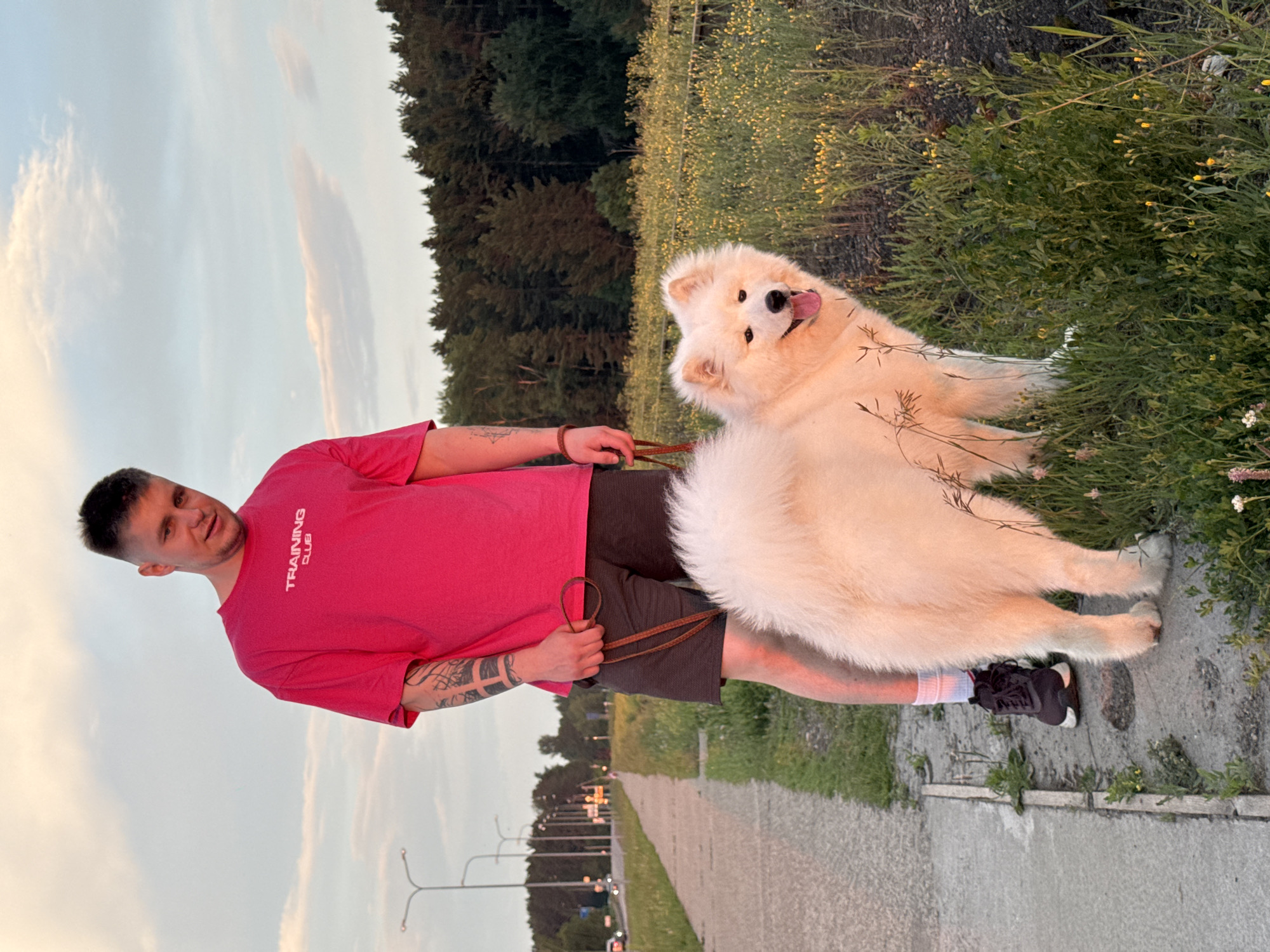 A man and a white Samoyed dog are standing on a sidewalk next to a field of yellow flowers and a dense forest. The man is wearing a bright pink t-shirt with the words "TRAINING CLUB" printed on it, dark grey shorts, white socks, and black sneakers. He has tattoos on his arms and is holding a brown leash attached to the dog. The dog is fluffy and appears to be smiling with its tongue out. The background shows a street with cars and lampposts, suggesting an urban or suburban setting. The sky is a soft blue with a few wispy clouds, indicating it might be early morning or late evening. The location is the city of Chaikovsky, Russia.