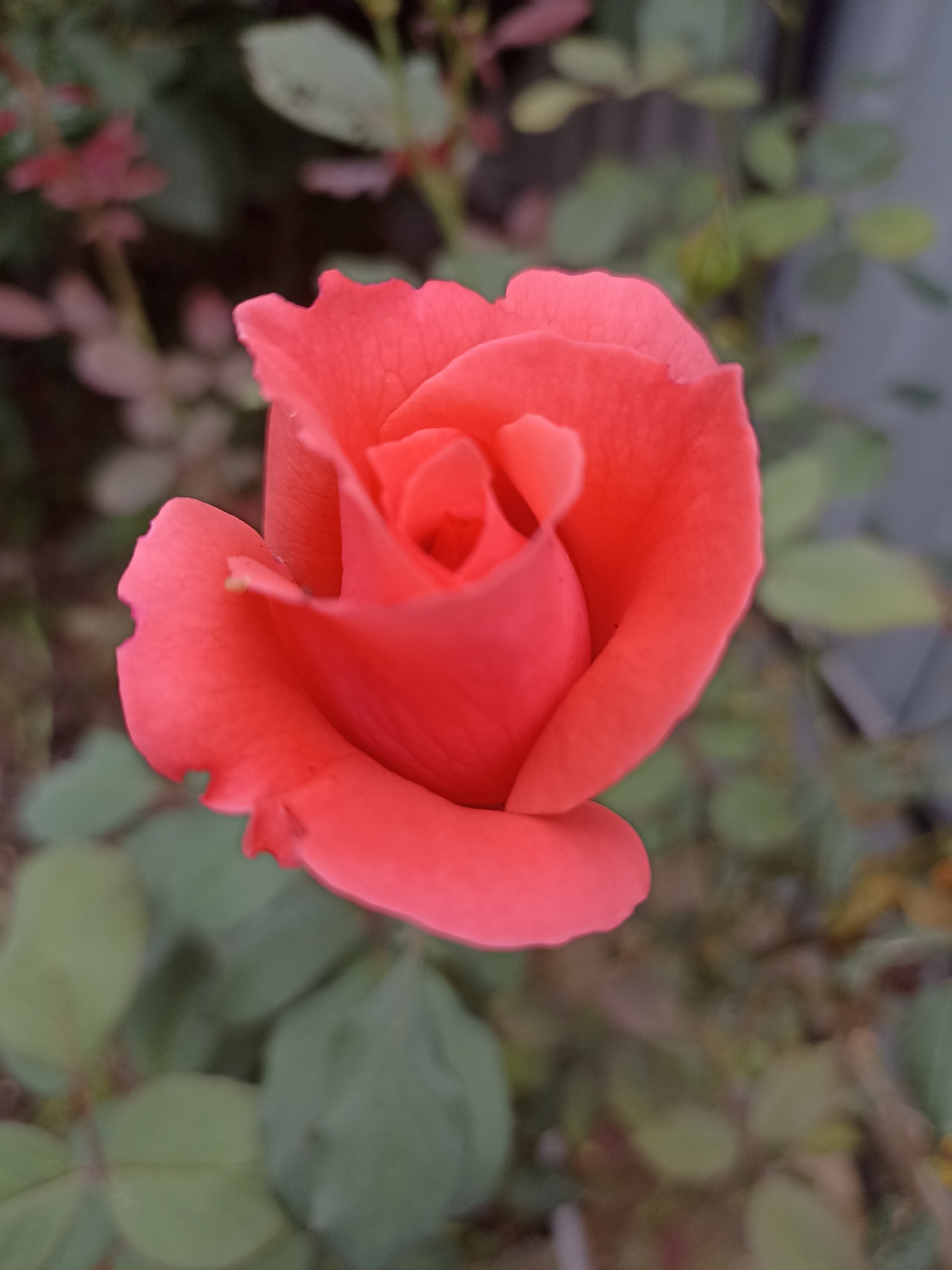 A single, vibrant coral-colored rosebud is the central focus of this close-up, outdoor photograph. The rose is partially unfurled, revealing layers of velvety petals. Its color is bright and saturated, catching the light. The background is a soft blur of green leaves and hints of darker foliage, suggesting a garden setting. The upper right corner of the image shows a muted gray vertical element, possibly a fence or wall. The image does not depict any specific urban features of Gusar, Azerbaijan, or any people.