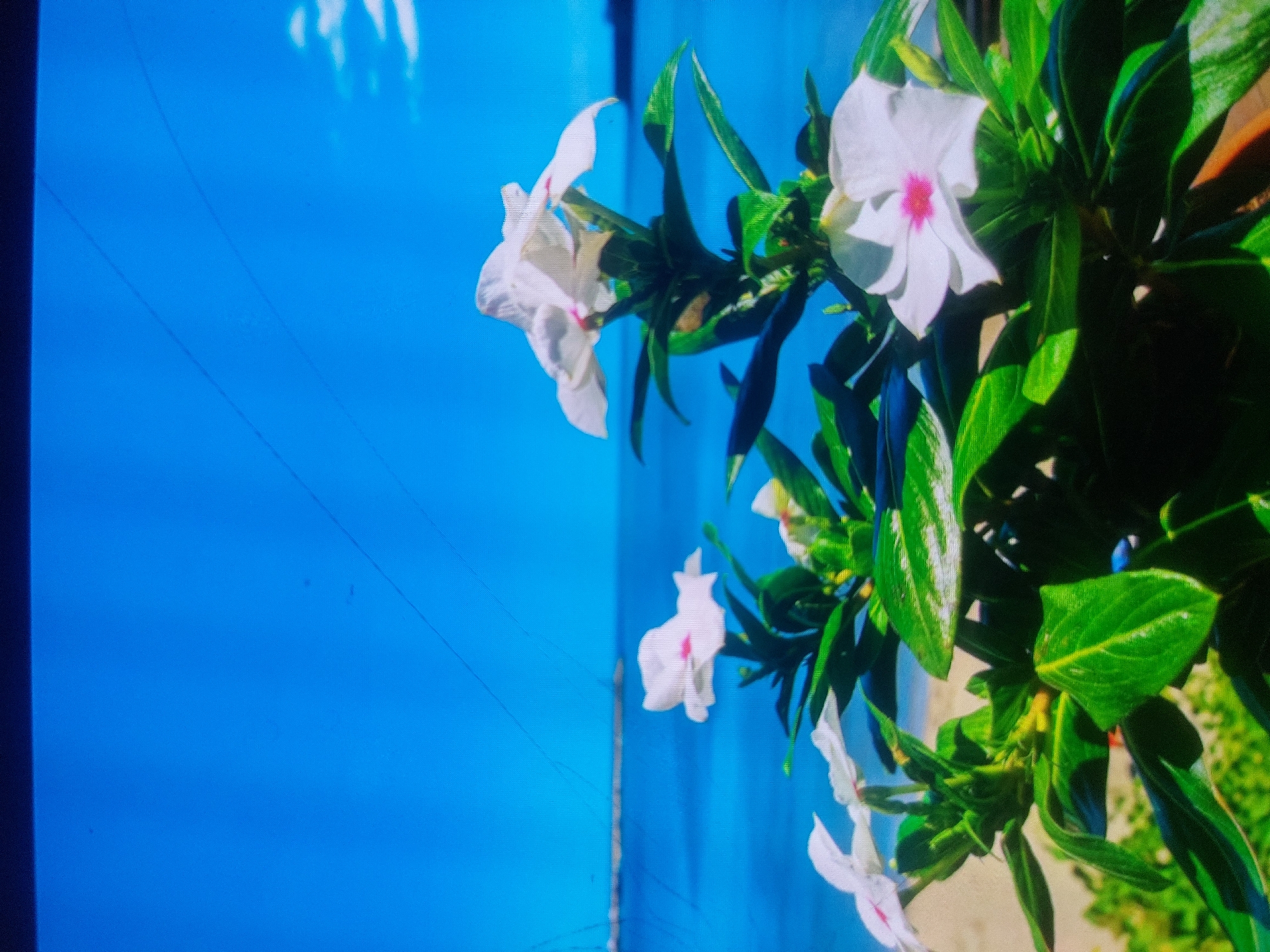 The image depicts a close-up view of white flowers with pink centers and green leaves against a bright blue background. The plants appear to be growing outdoors, possibly in a garden or public space. Although it is claimed to be taken in Tsarevo, Bulgaria, there is no information in the image that can be used to verify the exact location. There are no people visible.