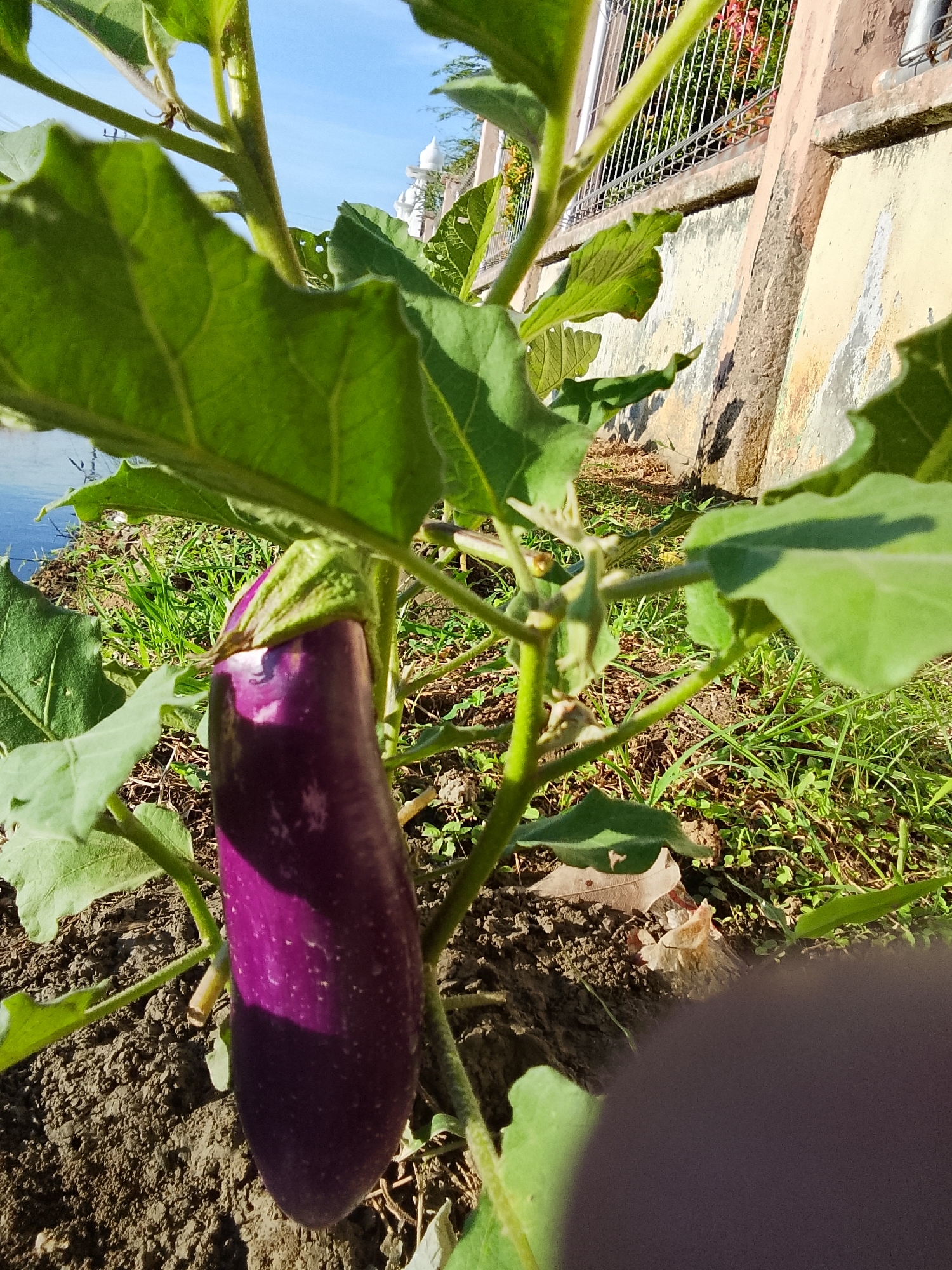 An eggplant hangs from a plant, its purple skin catching the sunlight. The plant, with large green leaves, is rooted in dark soil. In the background, a light-colored concrete wall borders a grassy area with a metal fence. Behind the fence, vegetation with red and green leaves is visible. A bright blue sky with scattered white clouds forms the backdrop. The location is identified as Blangcut, Indonesia.