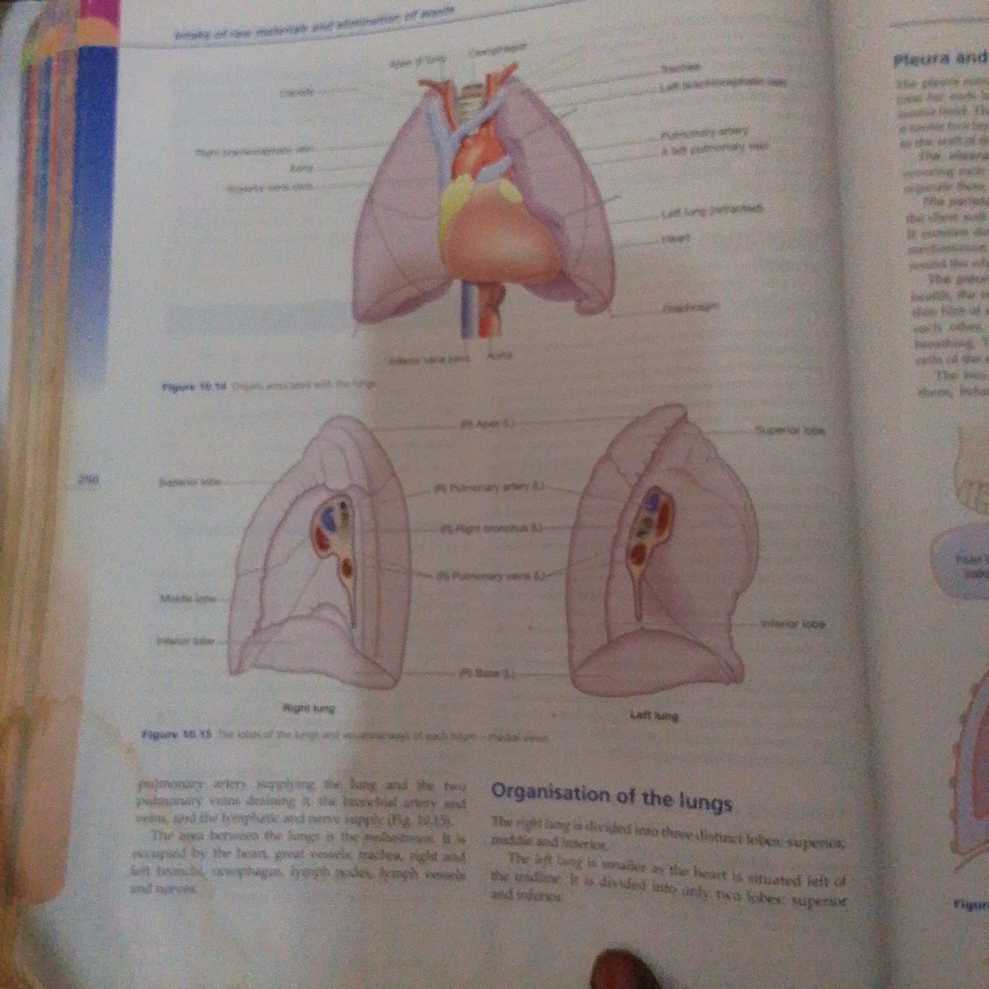 The image shows anatomical diagrams of the human respiratory system, specifically the lungs and heart. One diagram illustrates the upper portion of the chest cavity with the heart centrally located and surrounded by the lungs. Labels identify structures such as the trachea, aorta, pulmonary arteries and veins, bronchi, and diaphragm. Another section of the image displays cross-sections of the right and left lungs, highlighting their lobes (superior, middle, and inferior for the right lung; superior and inferior for the left lung) and internal structures. Text accompanying the diagrams discusses the pleura and the organization of the lungs, describing the division into lobes and the presence of blood vessels, bronchi, lymphatics, and nerves. There is no information in the image that relates to the city of Jalingo, Nigeria, or any specific urban environment.