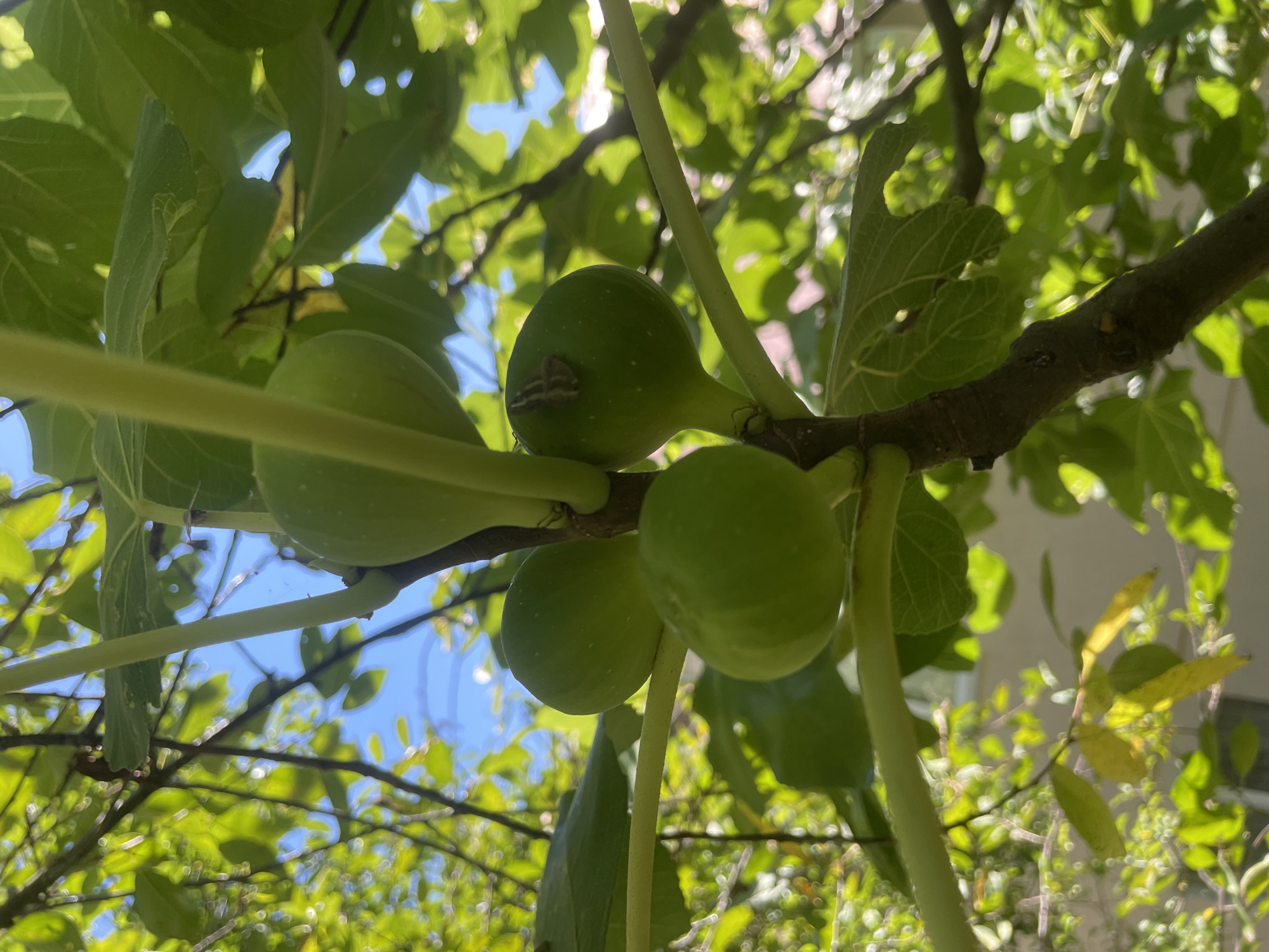 A close-up, low-angle shot reveals a branch of a fig tree with several unripe, green figs. The figs are clustered together, with some partially obscured by lush green leaves. The background is a blur of bright green foliage and a clear blue sky. The scene is likely set in Baranovka, Russia, during daylight hours, with the sunlight filtering through the leaves creating a dappled effect. No people are visible in the image, and the focus is solely on the natural elements of the fig tree.