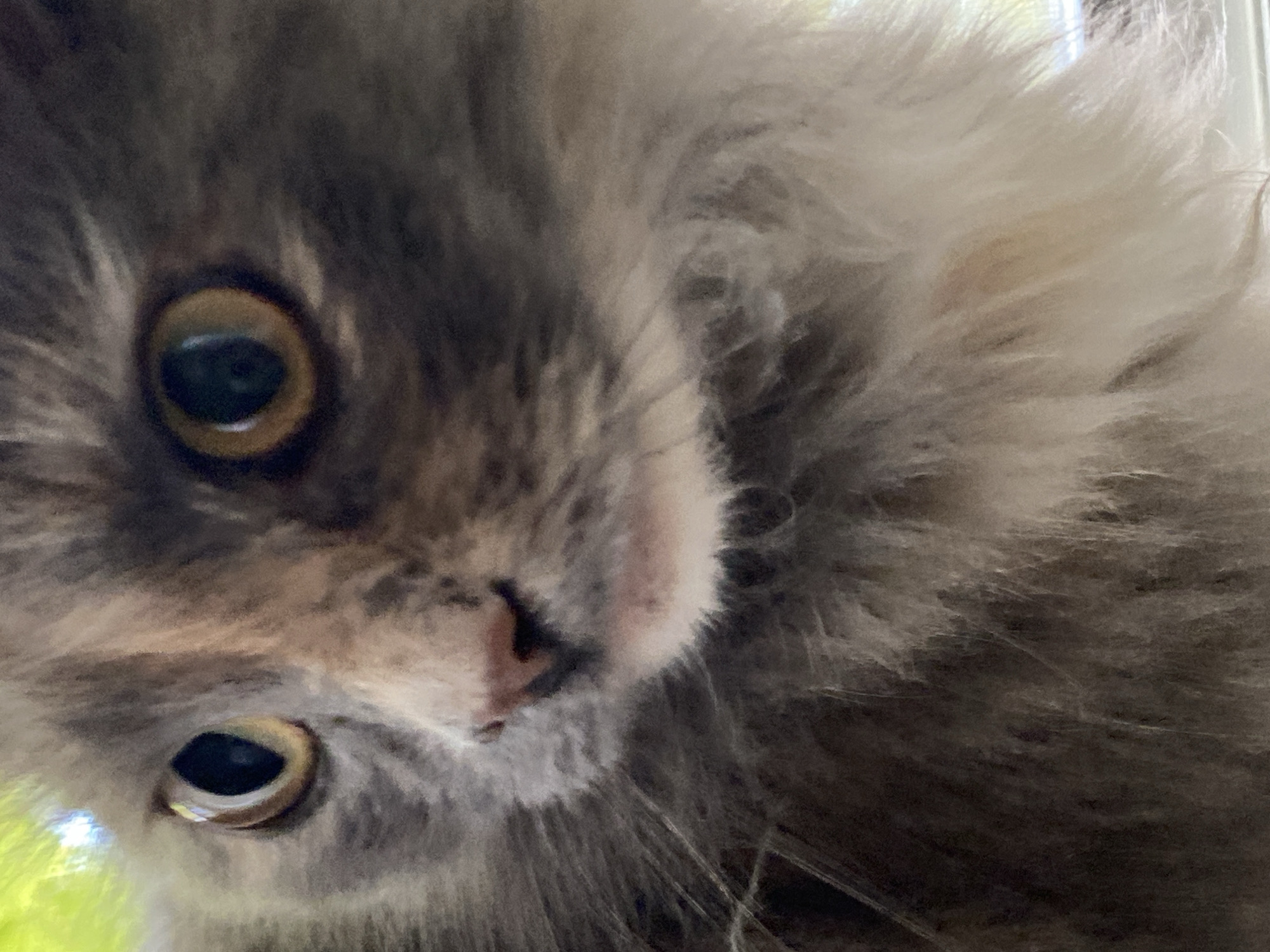 A close-up, low-angle shot focuses on the face of a dilute tortoiseshell cat, possibly a Maine Coon or similar long-haired breed, with expressive amber eyes and a pink nose. The cat’s fur is a mix of grey, cream, and subtle orange, with a fluffy mane around its neck and chest. The lighting is bright, suggesting an outdoor setting, possibly a windowsill with sunlight filtering through greenery, casting a slight green hue on the top left of the image. The background is blurred, but hints of a bright, possibly outdoor environment are visible. The image does not contain information about the city of Kushchovskaya, Russia.
