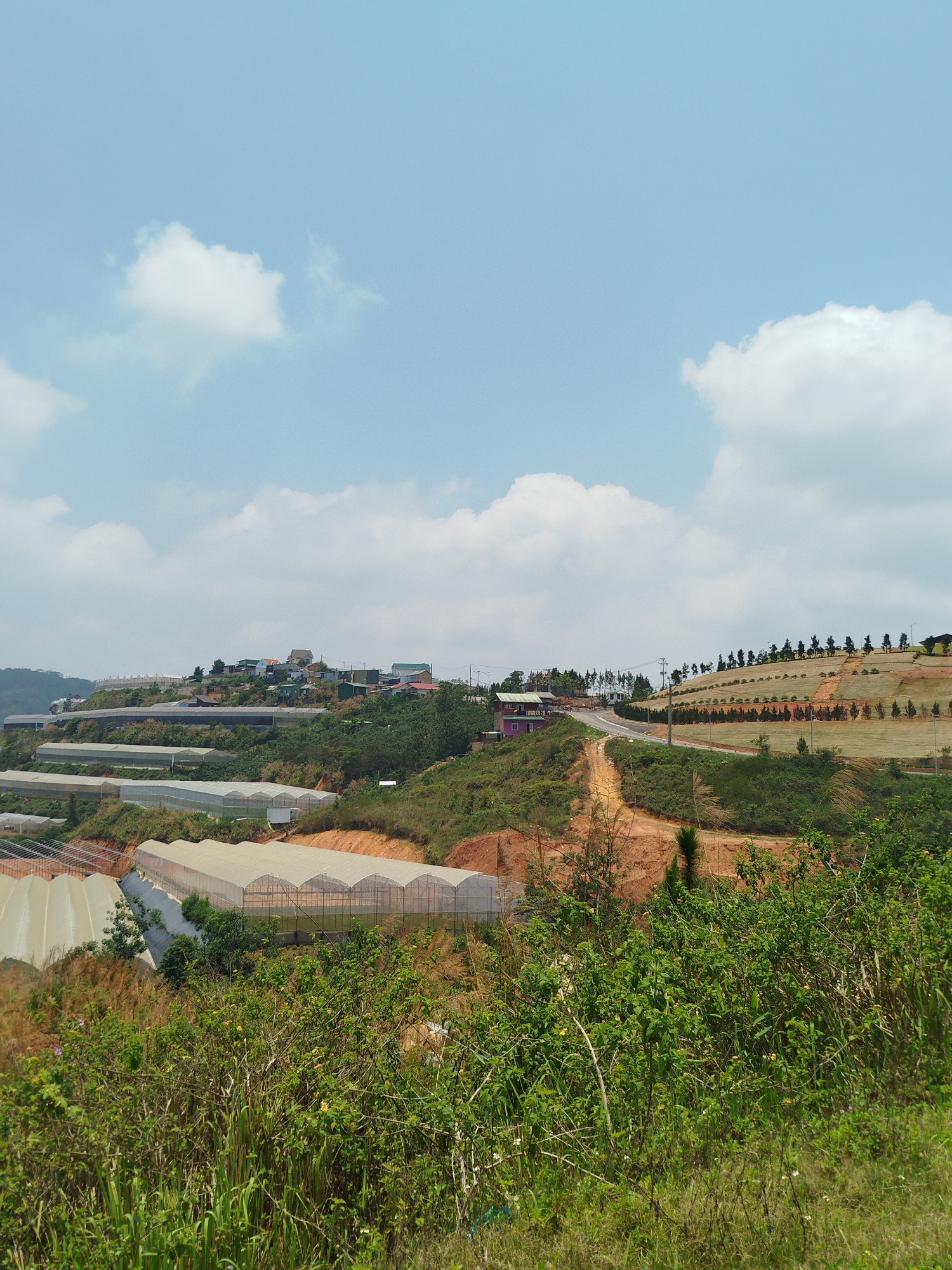 The image depicts a landscape near Đa Nghịt, Vietnam, characterized by terraced hills and agricultural greenhouses. Multiple greenhouses are visible, arranged in tiers along the hillside. A road ascends the hill, alongside a terraced area featuring rows of planted trees. In the distance, buildings and structures are visible on a higher elevation. The foreground is filled with vegetation, including tall grasses and shrubs. The sky is pale blue with scattered white clouds. The color palette is dominated by greens and browns of the landscape, with muted blues and whites of the sky.