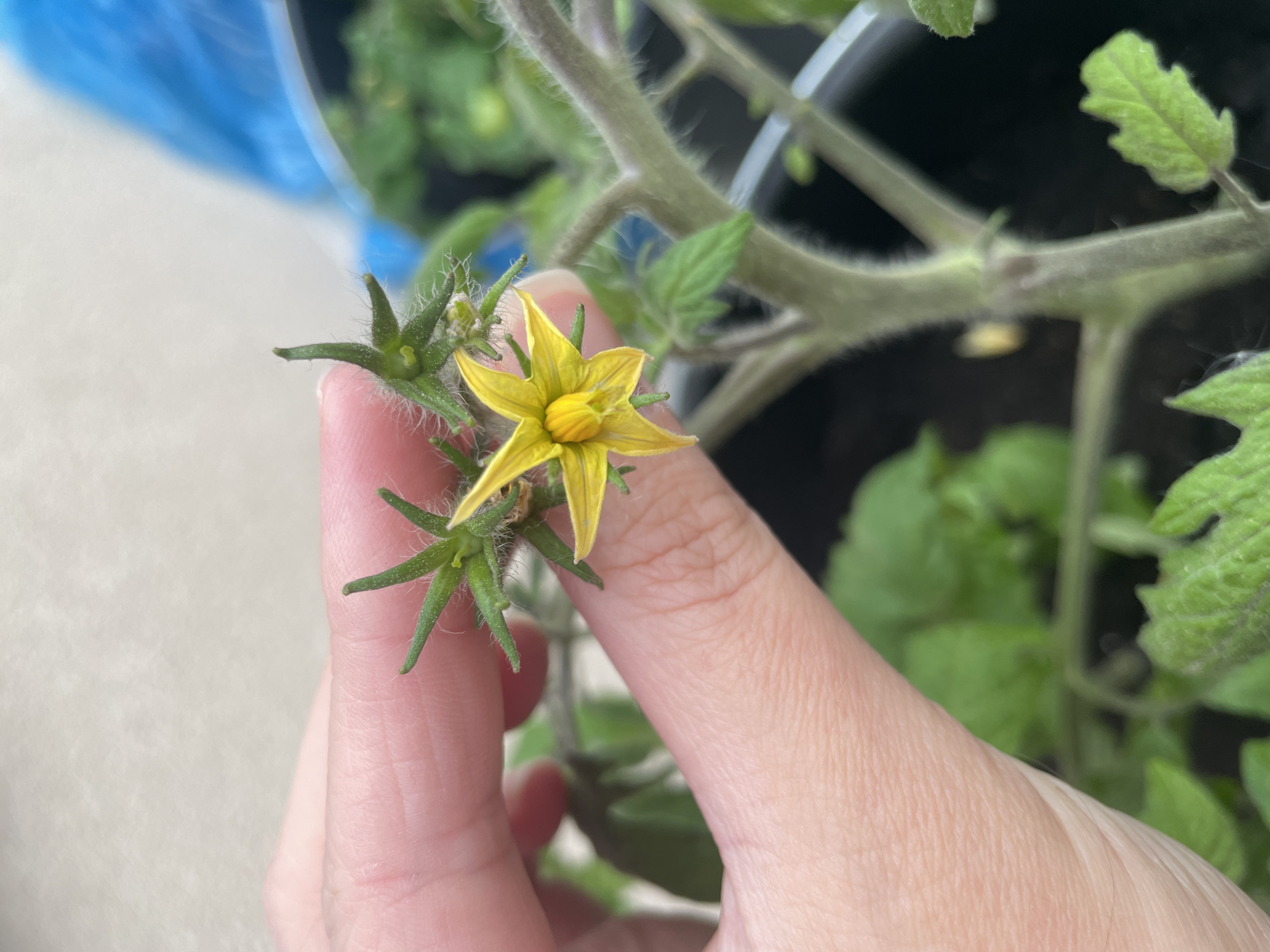 A close-up shows a person's hand holding a yellow tomato flower on a green tomato plant. The plant has fuzzy stems and leaves. The background is blurred, suggesting an indoor or garden setting.