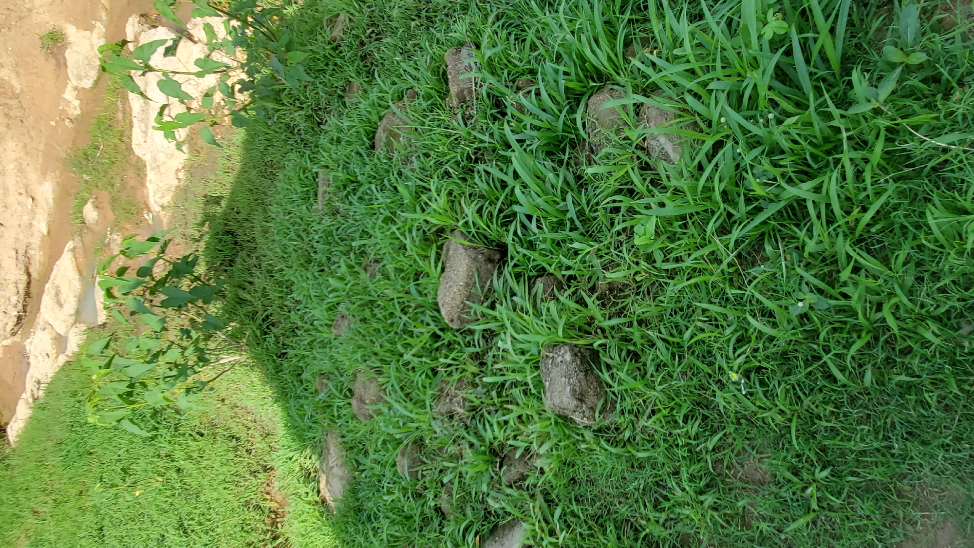 A high-angle shot captures a patch of green grass interspersed with scattered rough, dark gray rocks and some small leafy plants. In the background, a shallow, muddy stream runs over lighter-colored rocks, with more greenery visible on the opposite bank. The scene appears to be an outdoor natural setting, possibly a park or undeveloped area, with evidence of recent rain or dampness in the stream bed. The image does not contain any people, animals, or vehicles.