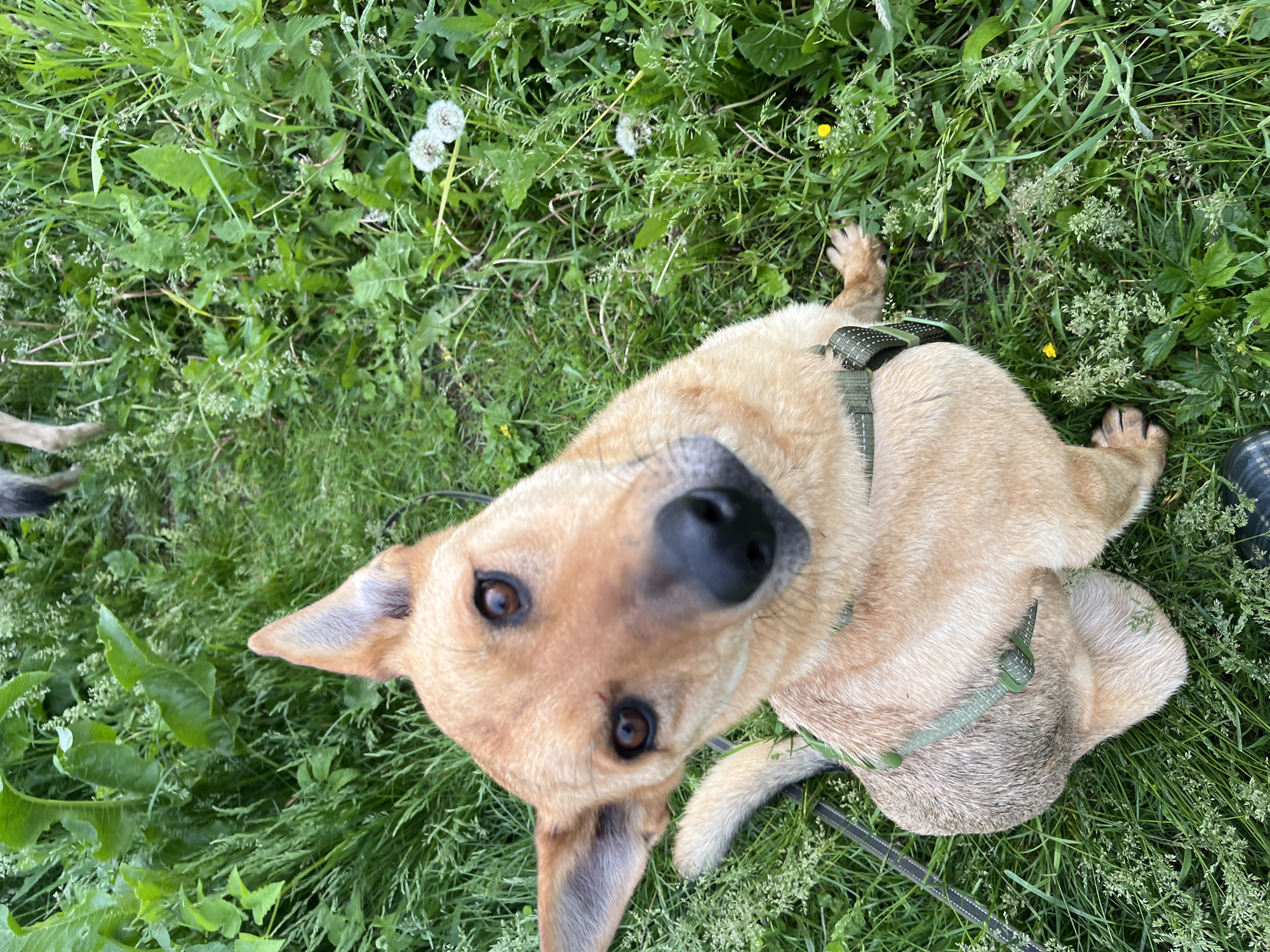 A medium-sized, light brown dog with pointed ears and dark brown eyes is lying in a grassy area. The dog is wearing a green and black patterned harness. The background consists of lush green grass, some wildflowers, and leafy plants. Part of another dog or animal's hind leg is visible in the upper portion of the image. The scene appears to be outdoors in a natural setting. The location is not specified in the image or the provided crops.