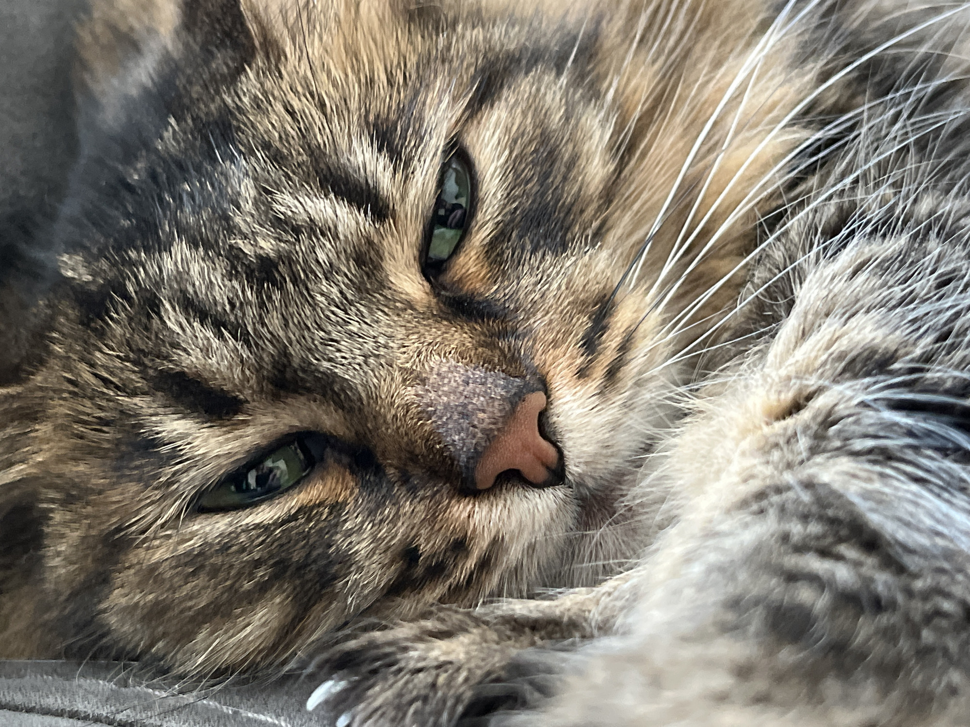A close-up, low-angle shot captures a tabby cat's face as it reclines on a gray, textured surface. The cat's fur is a mix of brown, black, and tan, with distinct tabby markings. Its eyes are partially closed, revealing green irises with dark pupils. The cat's nose is a prominent pinkish-brown color. White whiskers fan out from its muzzle, and hints of white claws are visible on its paw in the lower right corner. The lighting suggests an indoor environment, possibly natural light from a window, casting soft shadows and highlighting the texture of the cat's fur. There is no discernible urban environment or specific city location visible.