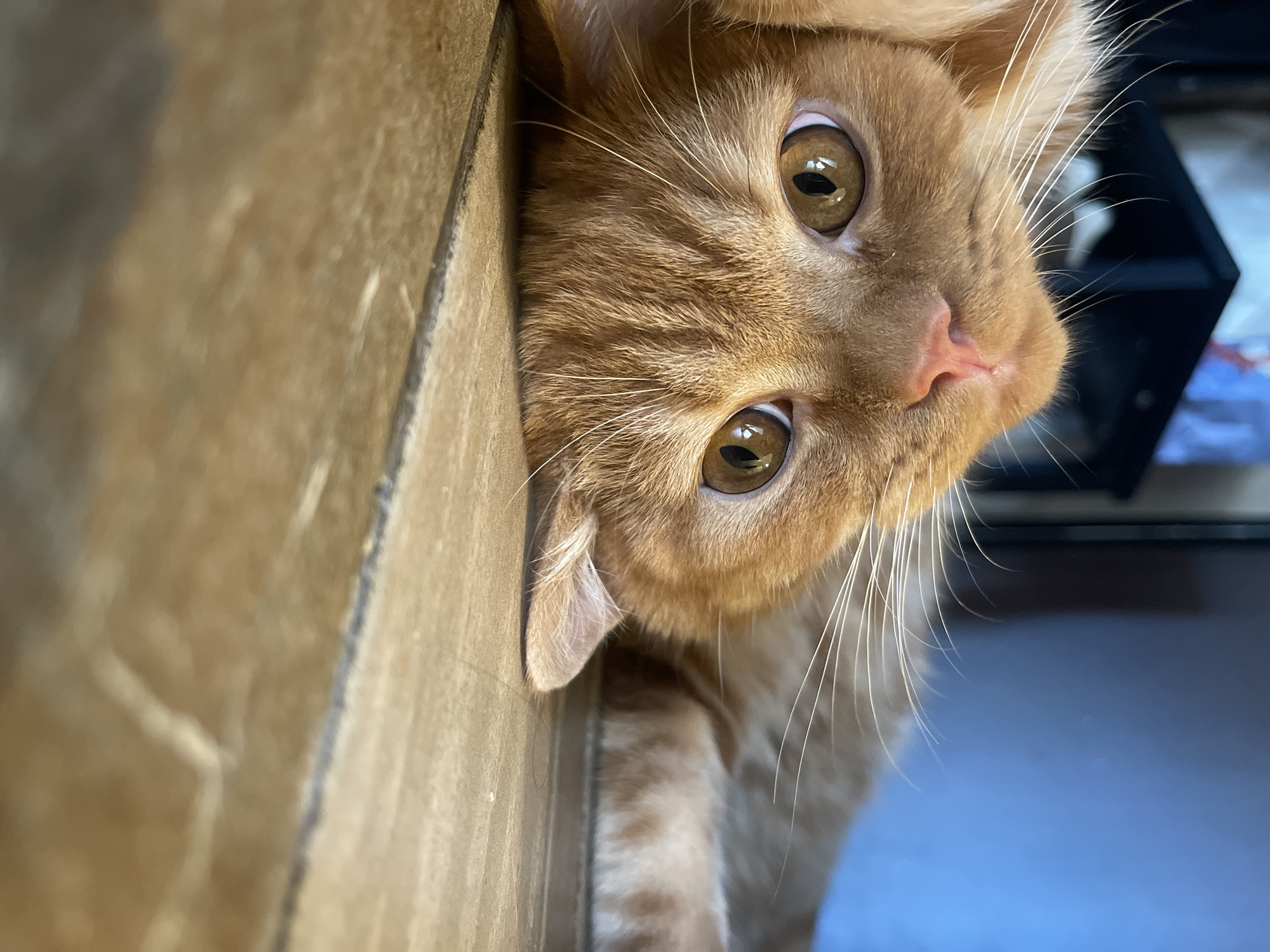 A close-up, low-angle shot shows an orange tabby cat lying on its side on a wooden floor. The cat's head is tilted upwards and to the left, with its eyes wide open and focused on the camera. The cat's fur is a mix of orange and lighter orange stripes. Its whiskers are long and white, fanning out from its muzzle. The background is out of focus, showing a dark shelf or furniture and a blue wall. The image was taken in the city of Kommunarka, Russia.